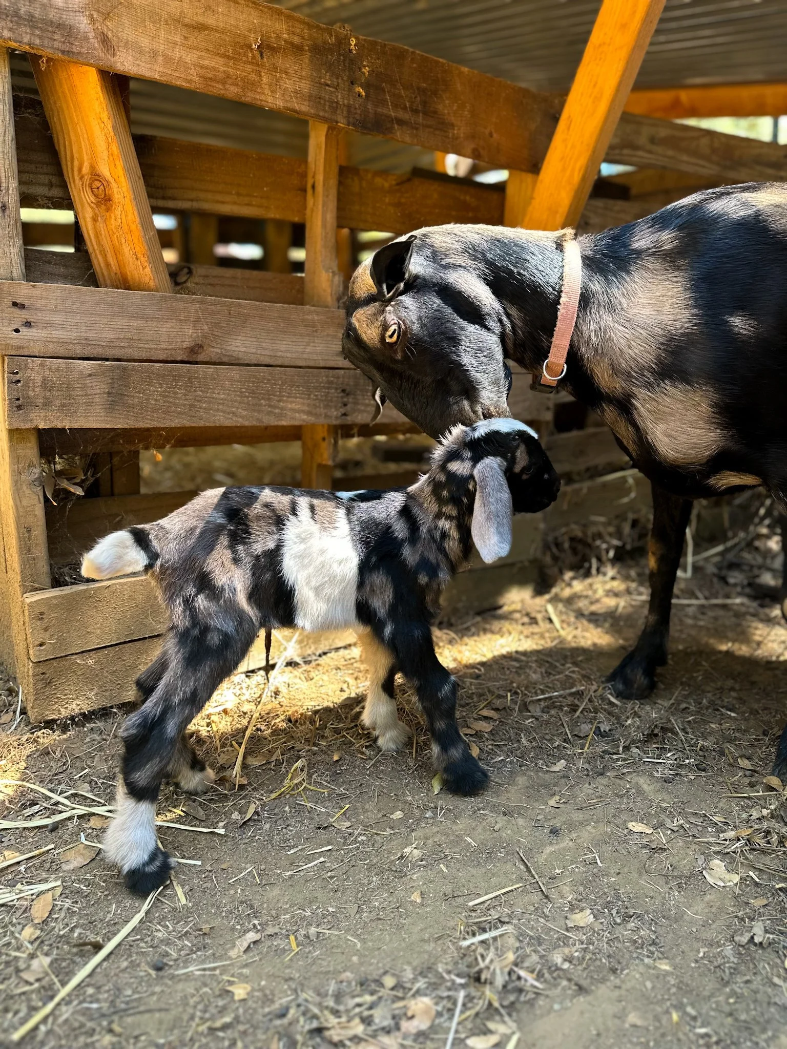 Willow and Sticky Buns - Willow is a Mini Nubian. Sticky is a Mini Nubian out of Willow and Simon and was born on opening day of our farmstand microbakery.