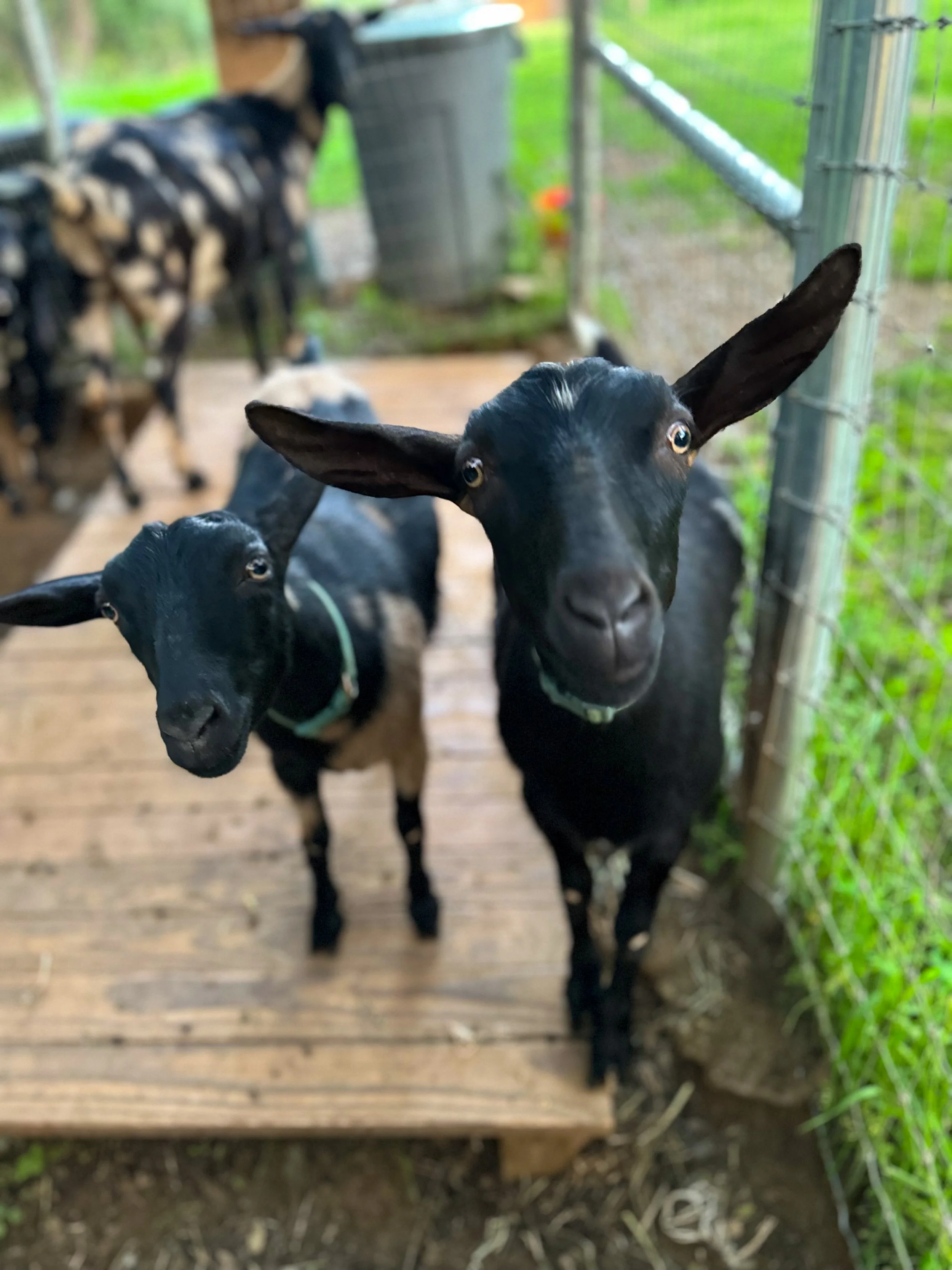 Fern and Olive - our sweet Nigerian Dwarf/Mini Nubian girls out of Willow
