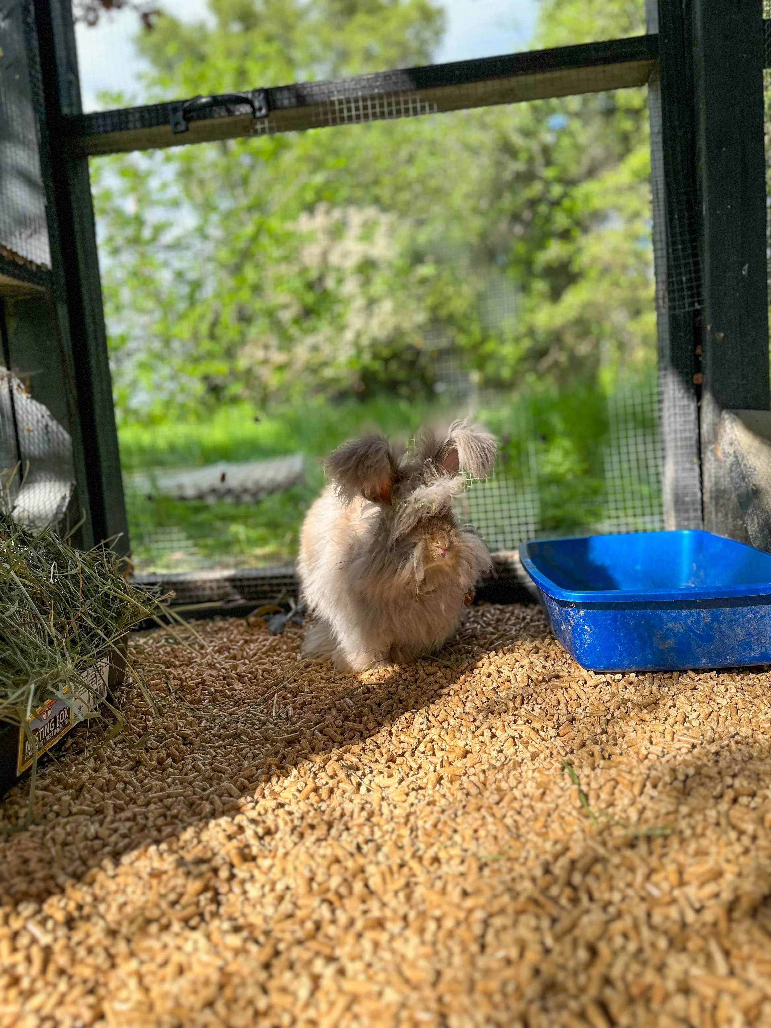 River - Our English Angora buck. River has sired 2 litters here on the farm!