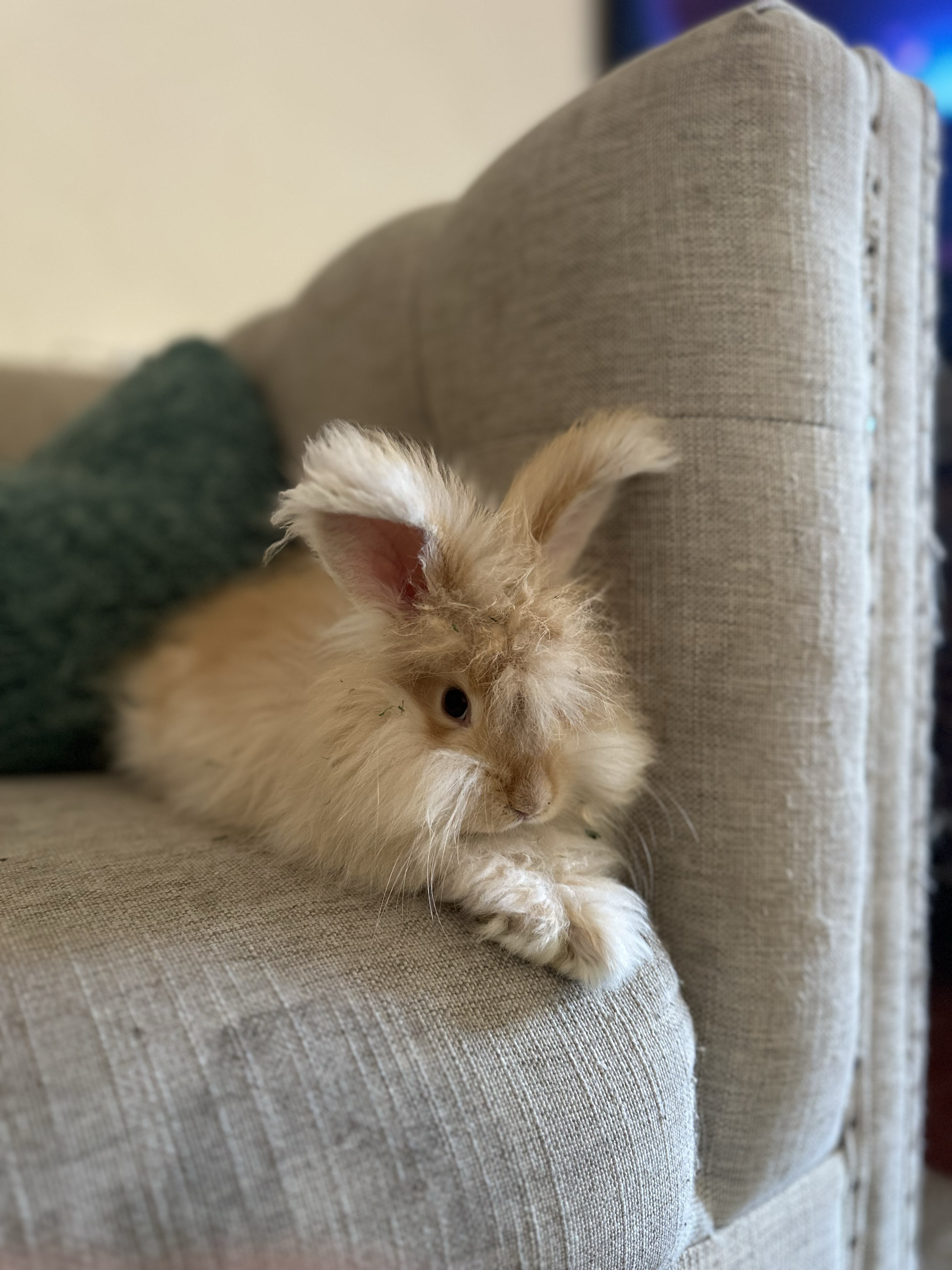 Carrot - one of our sweet bunnies out of Nia and River. She's a keeper!