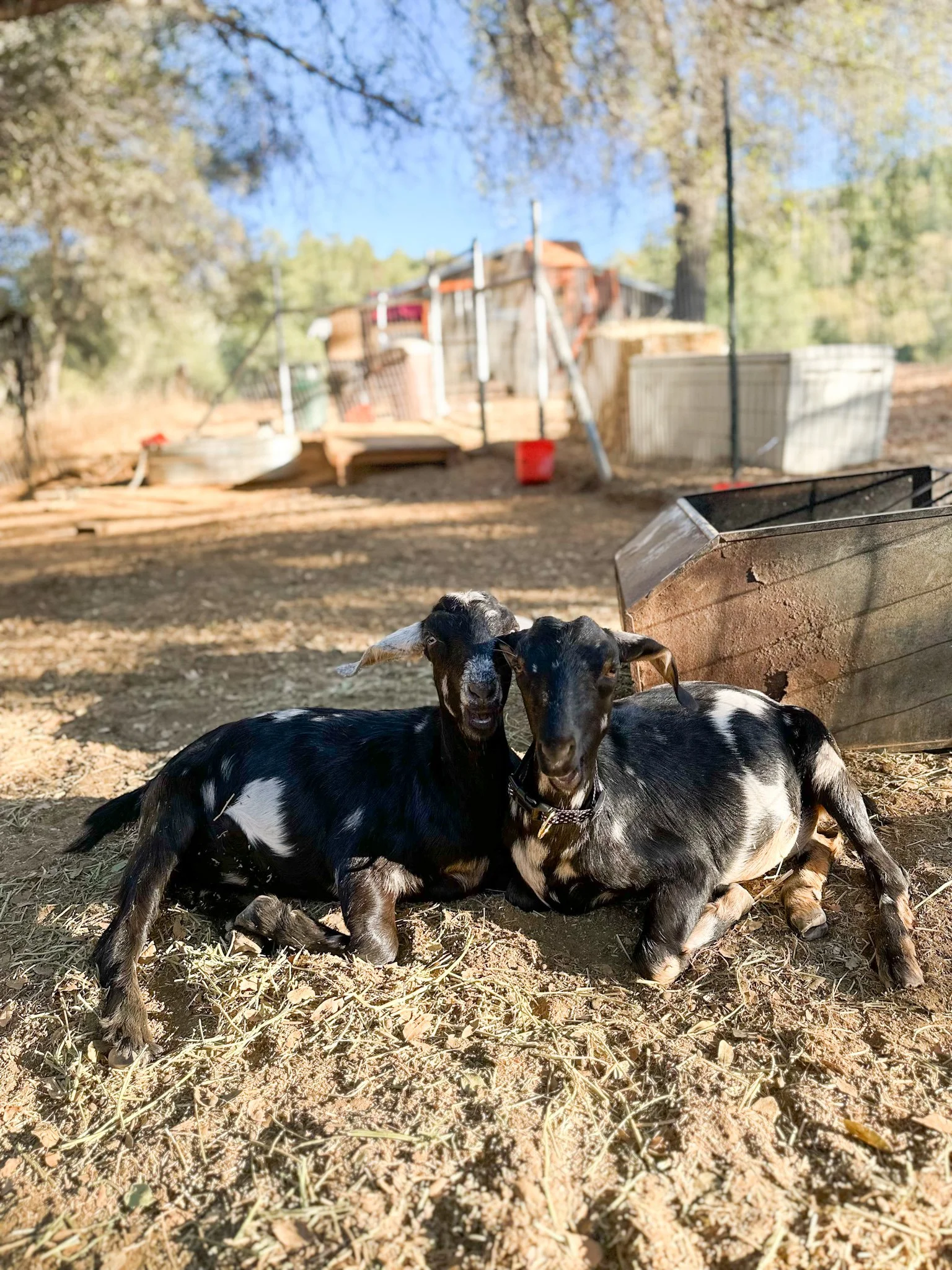 Moon and Star - two wonderful Mini Nubians. Star is a bit shy while Moon is a big lovebug.