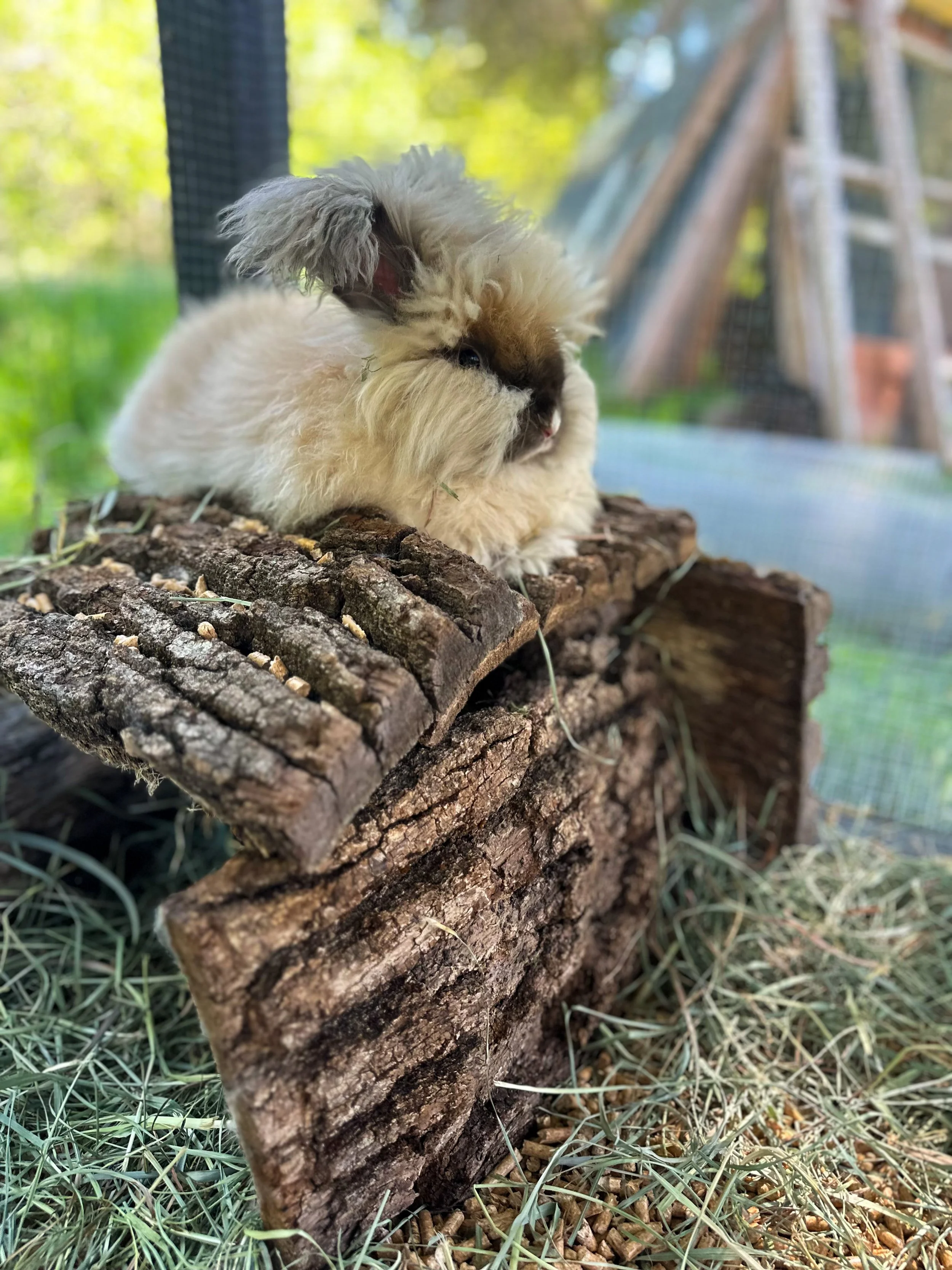 Nia - Our English Angora doe and bunny mama!