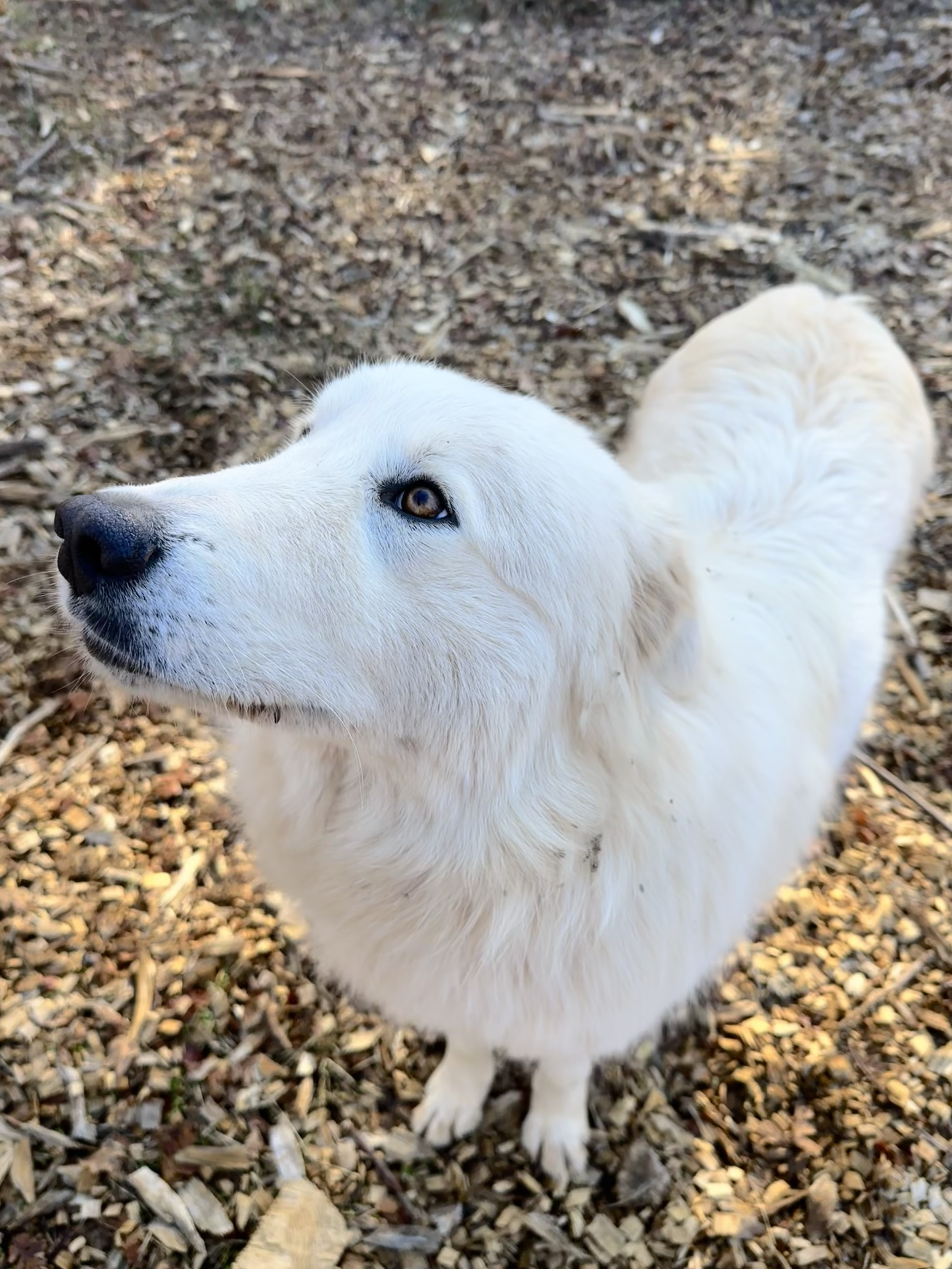 Poppy - Our fantastically loyal Livestock Guardian Dog who watches over the goats, chickens, and cow. Poppy puts the 'great' in Great Pyrenees!