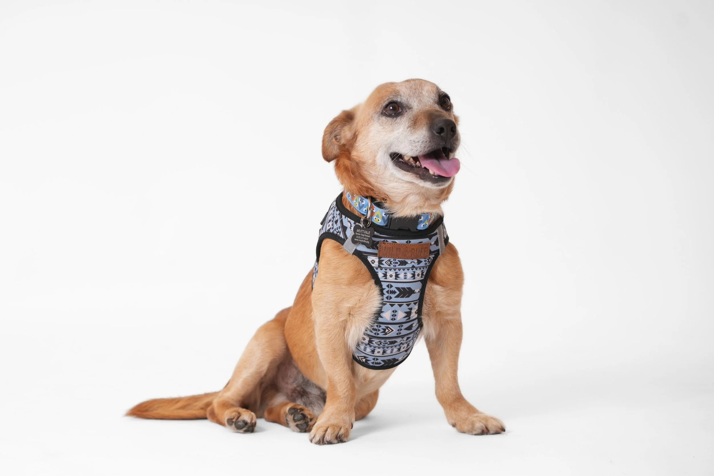 Untitled design-39.jpg