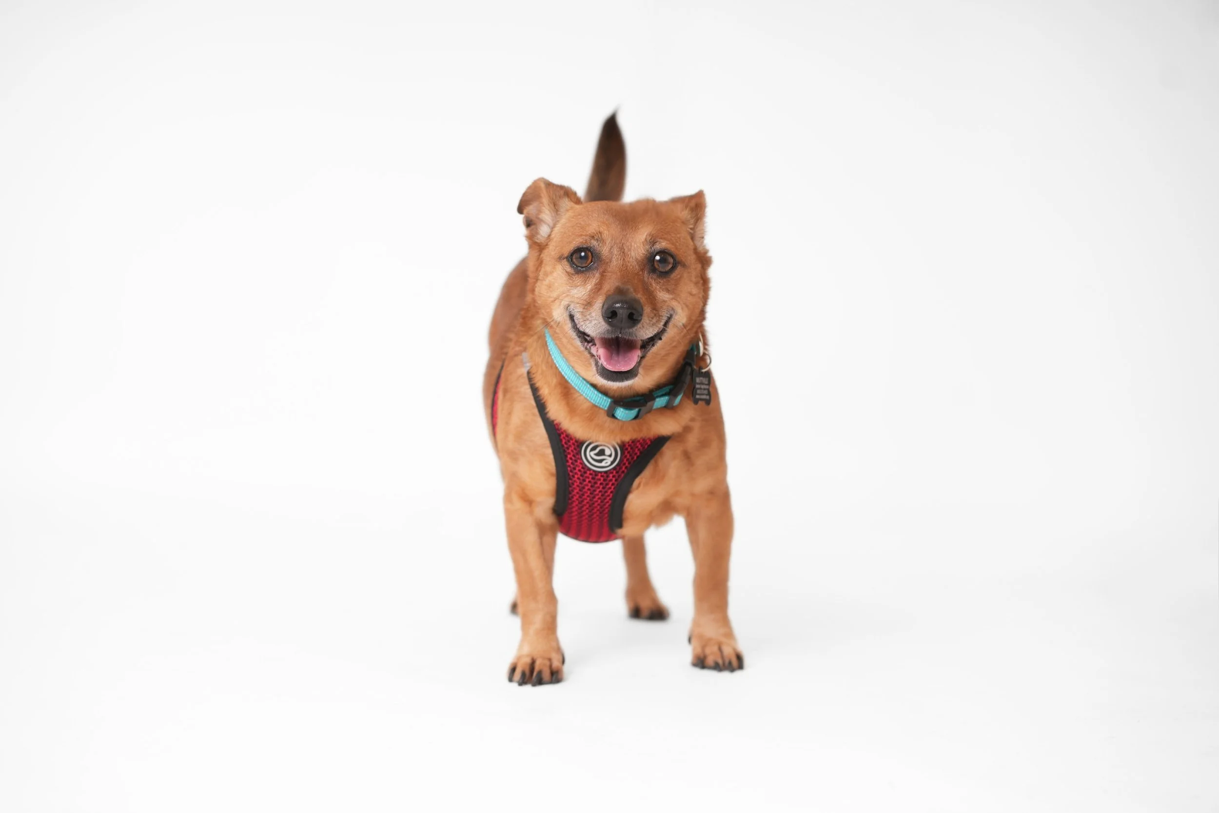 Untitled design-40.jpg