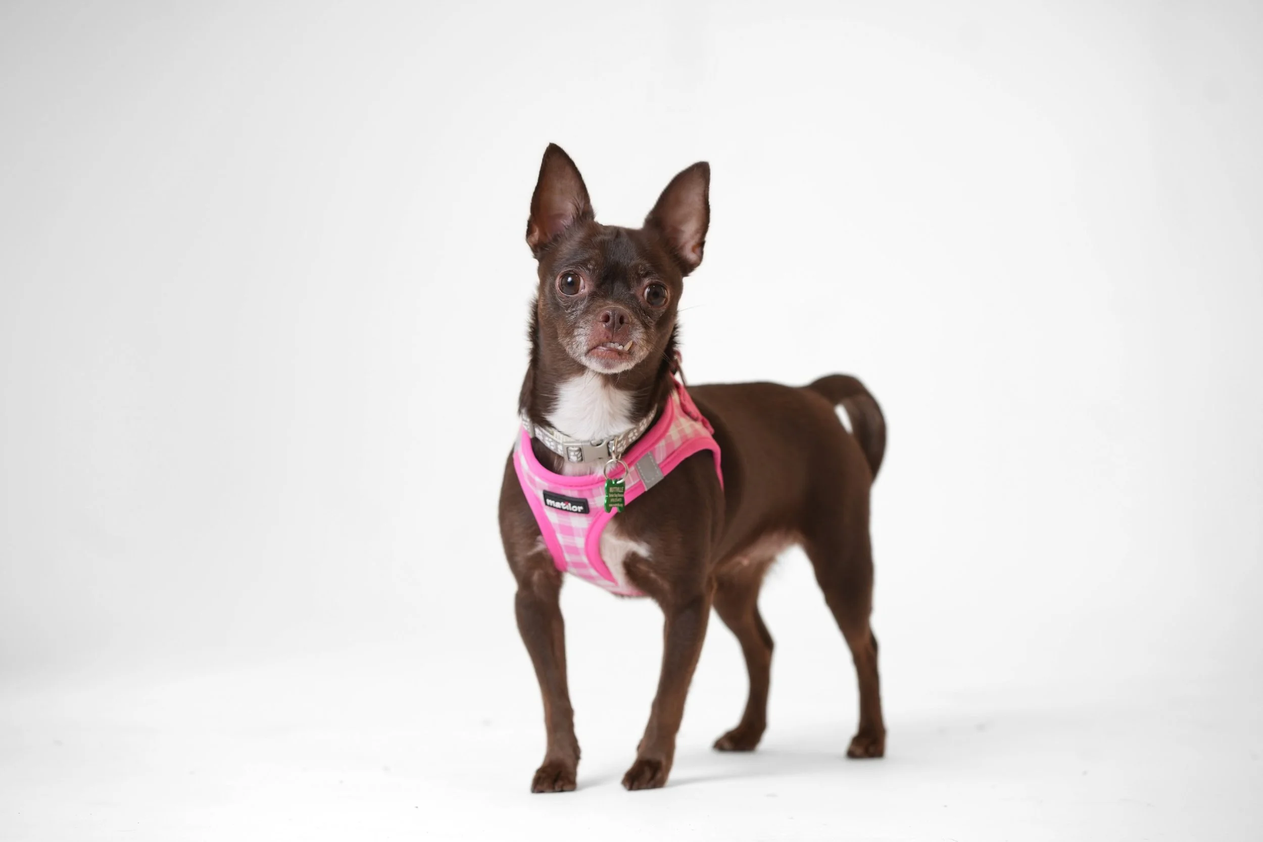 Untitled design-37.jpeg