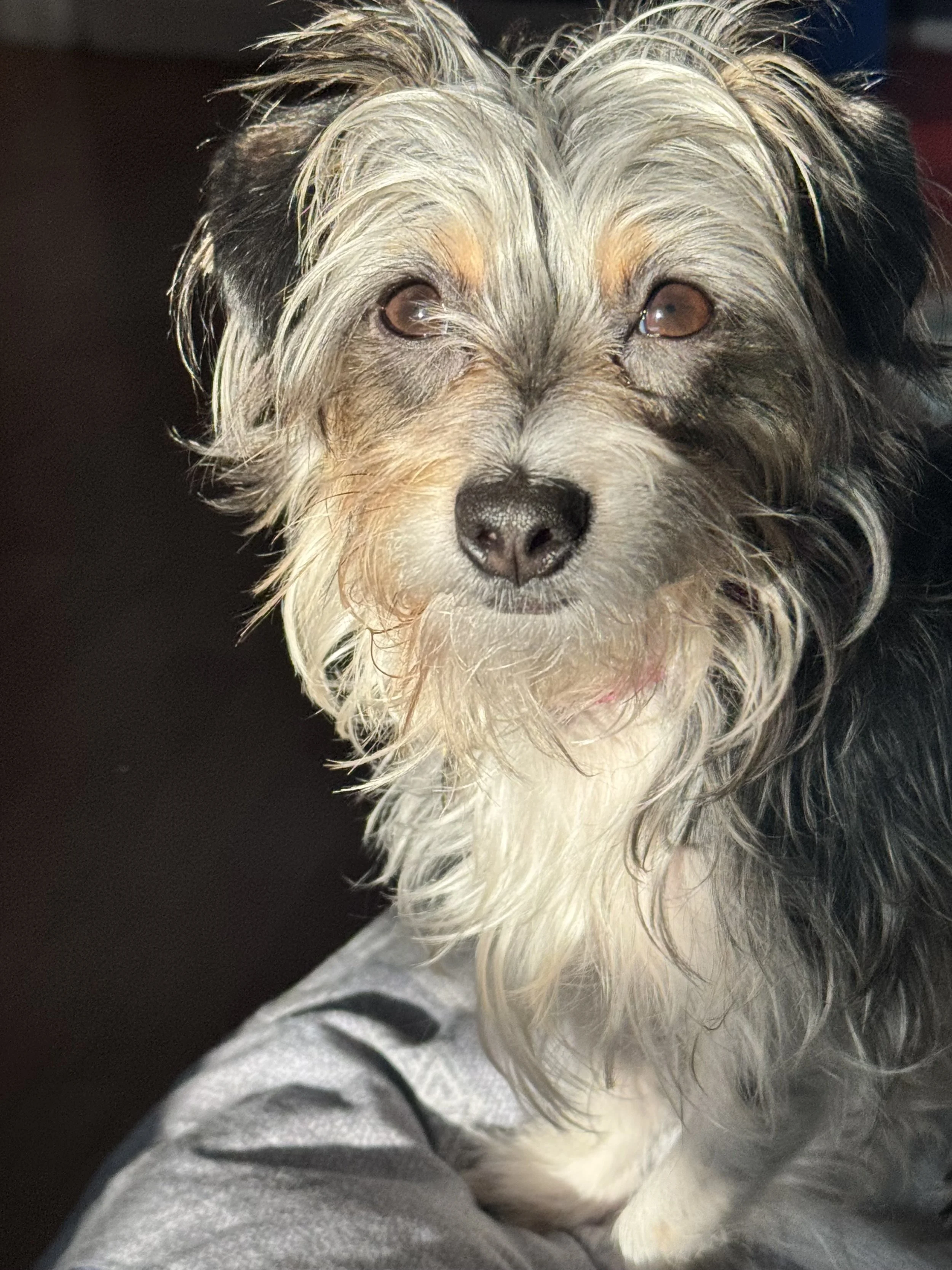 grey and black green eyed tabby cat's face on grey blurred background