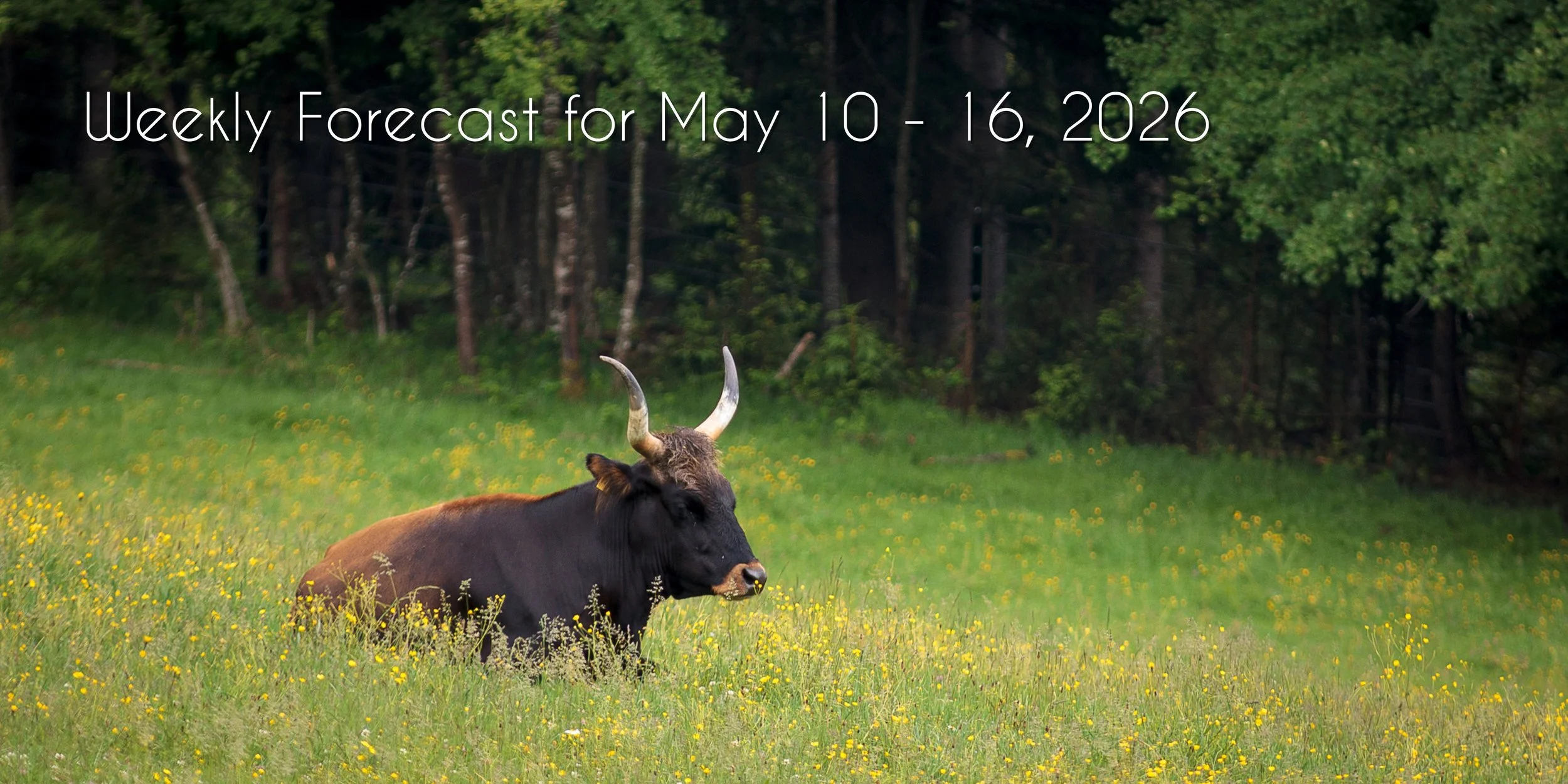 Foxy Astrology Weekly Forecast: May 10-16, 2026