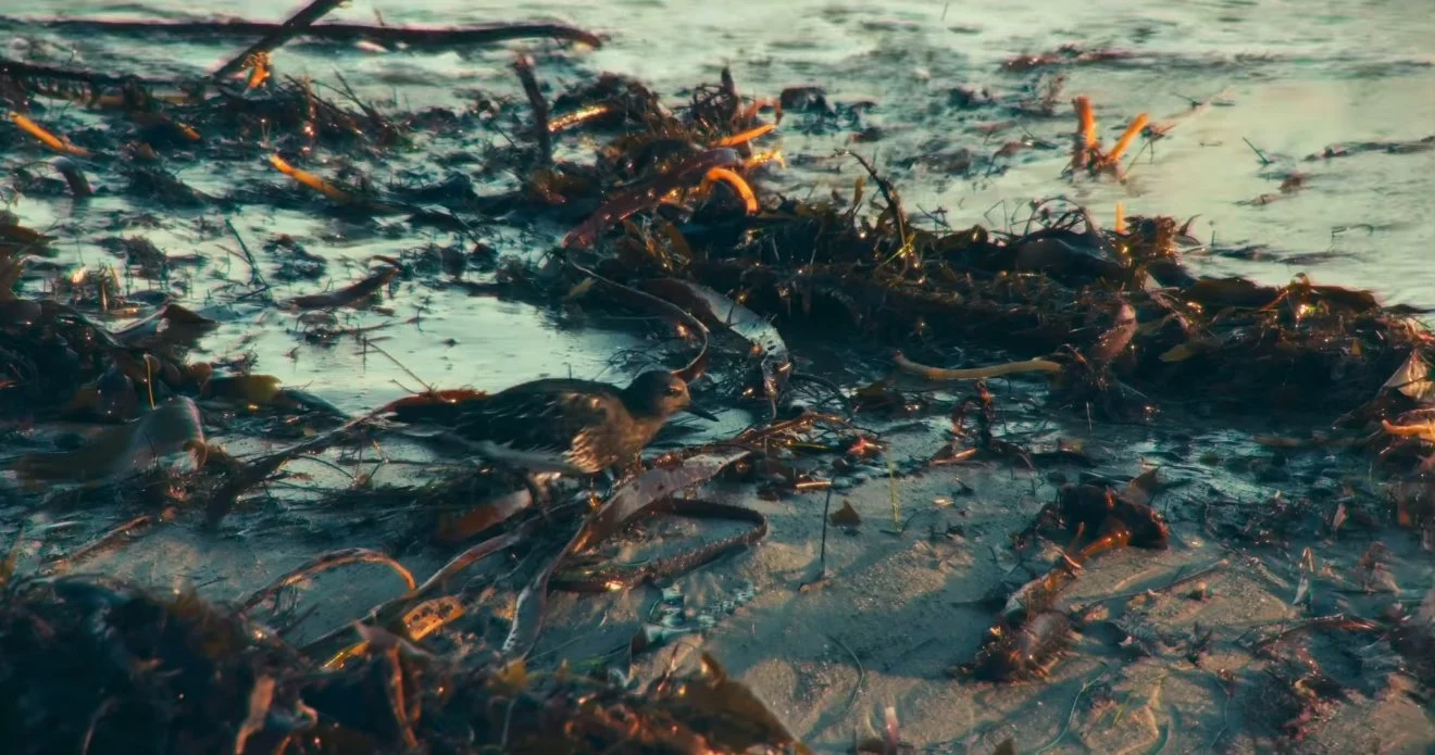 Beach Walkin' - A Cinematography Reel (2024)