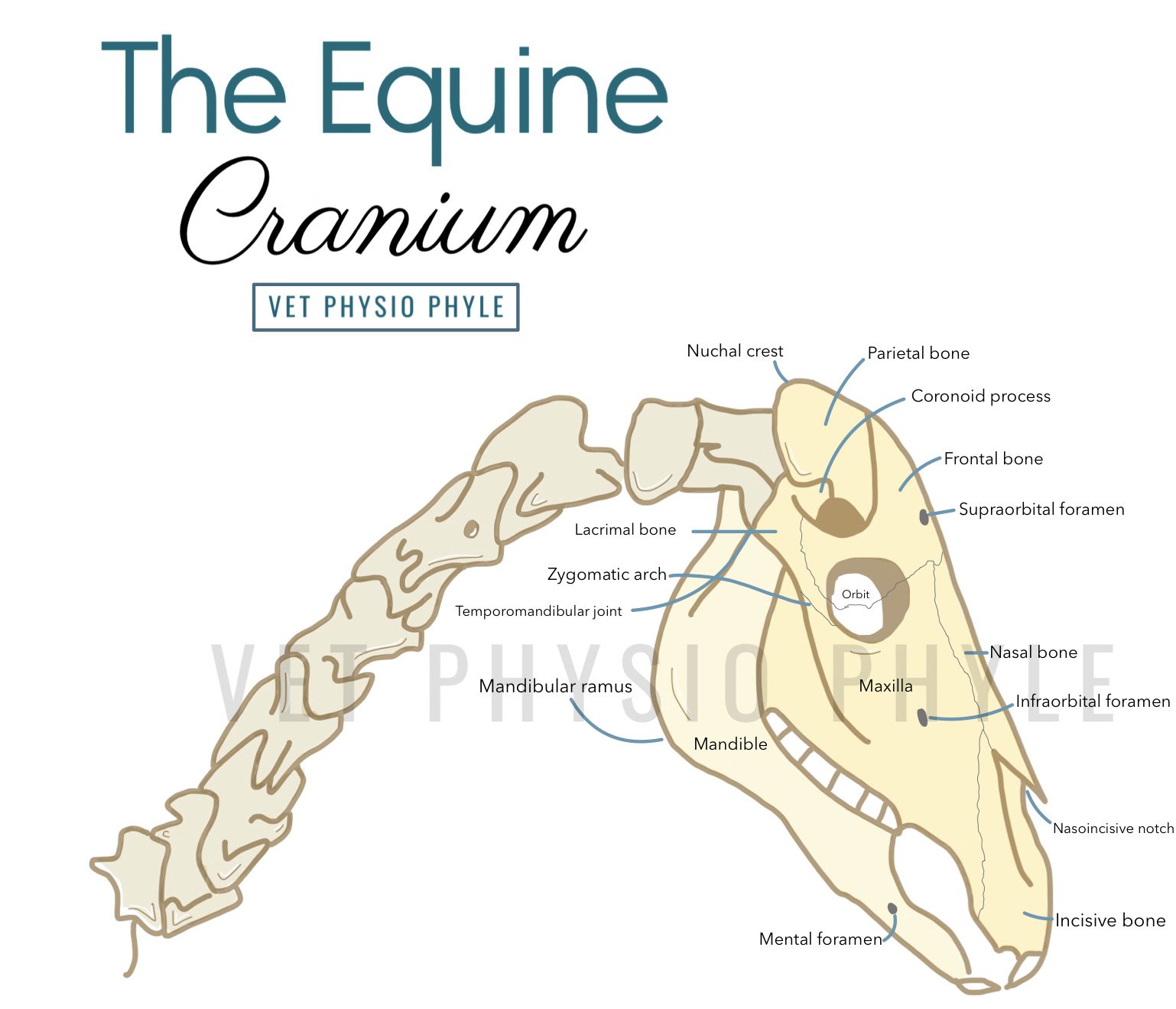 The Equine Cranium.jpg