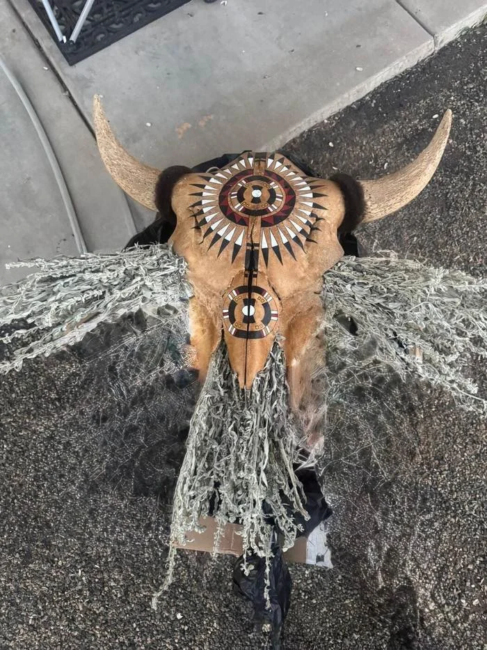 Buffalo skull with feathers