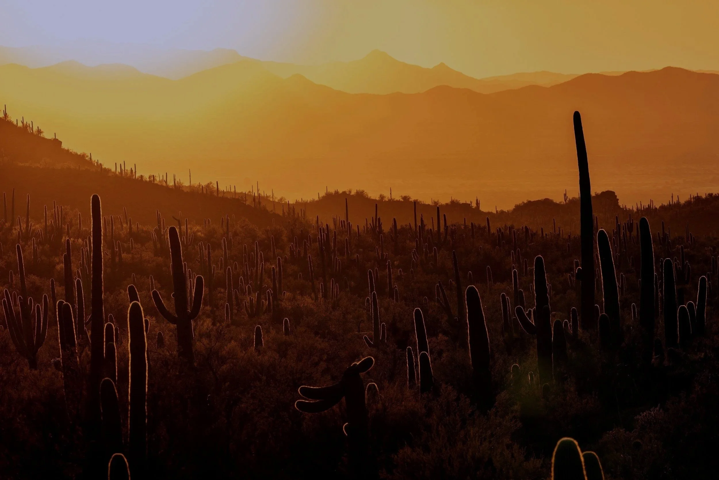 Sunset over a desert landscape with numerous cacti, silhouetted against a warm-colored sky.