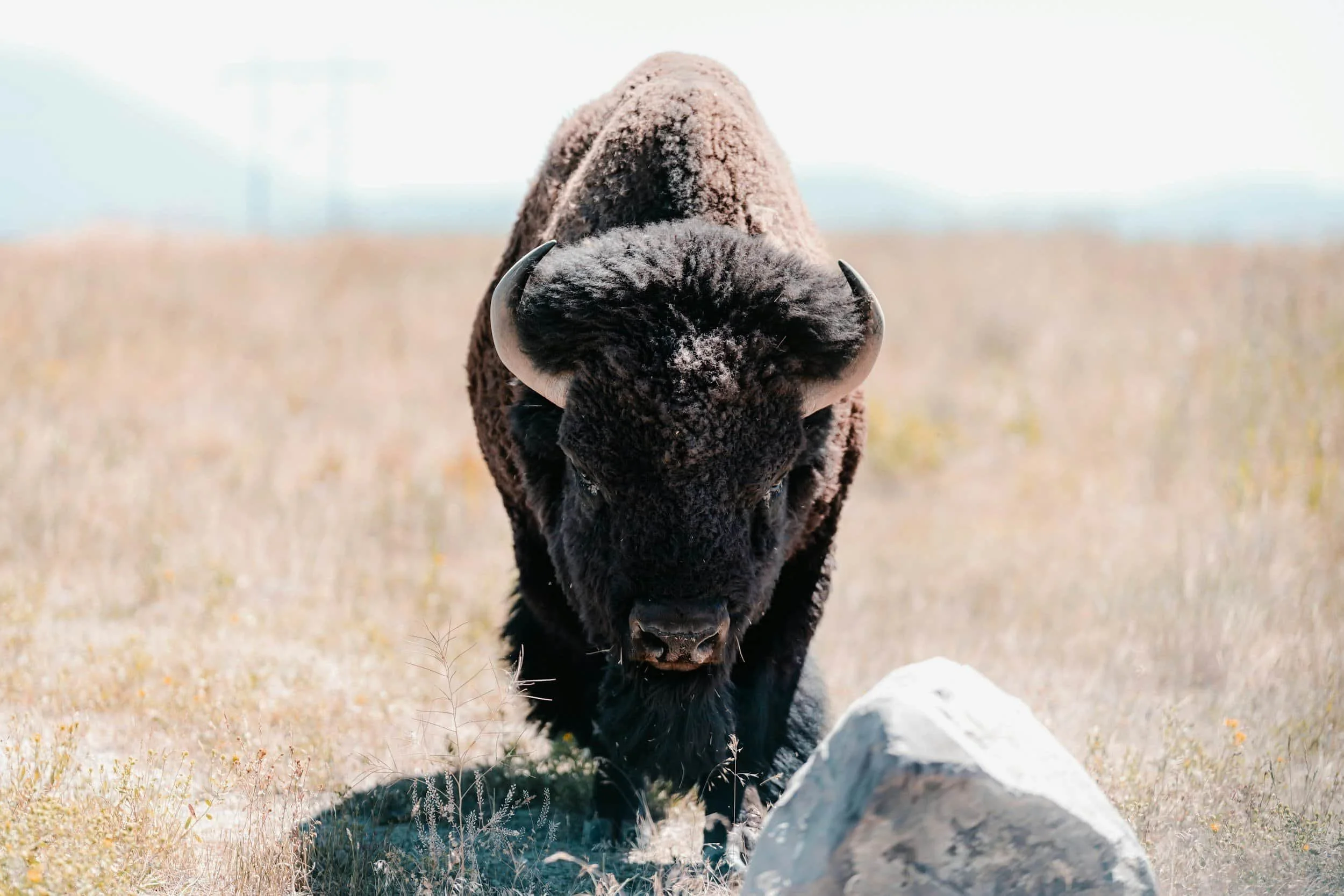 A black bison walking towards the camera in a grassy field, with a white rock in the foreground.