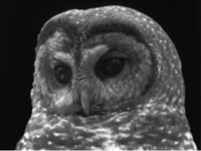 The God Squad by Emily Hart