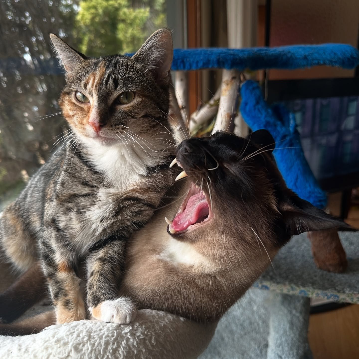 “You’re sitting on my tail”
I think this pic sums up the kids perfectly๐ป๐
@bethtinab
#cats_of_instagram