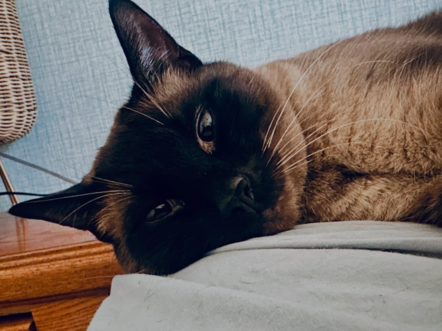 πHappy 5th Birthday to the most precious little boy ever, Crabby! πΎ
Mr. Crabs has brought us more joy, laughter, love and affection than I ever could’ve imagined. People say Siamese cats are supposed to be mean… but Crabby? He’s