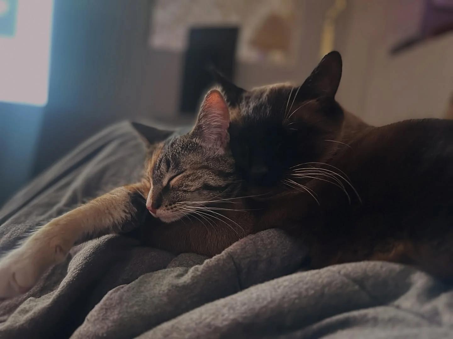 Inseparable π»π»
#caturday
