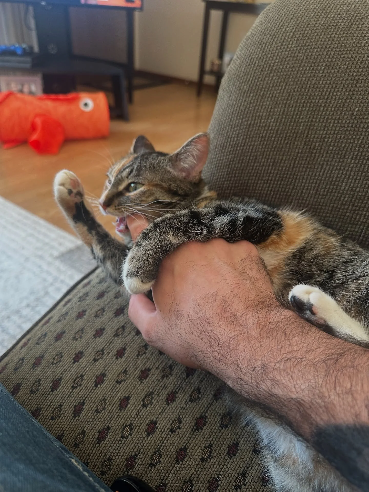 Chow time for this little girl!
When she’s not hunting down every last crumb in the house, she’s busy turning my fingers into snacks. πΎ
#catsofinstagram #chowtime