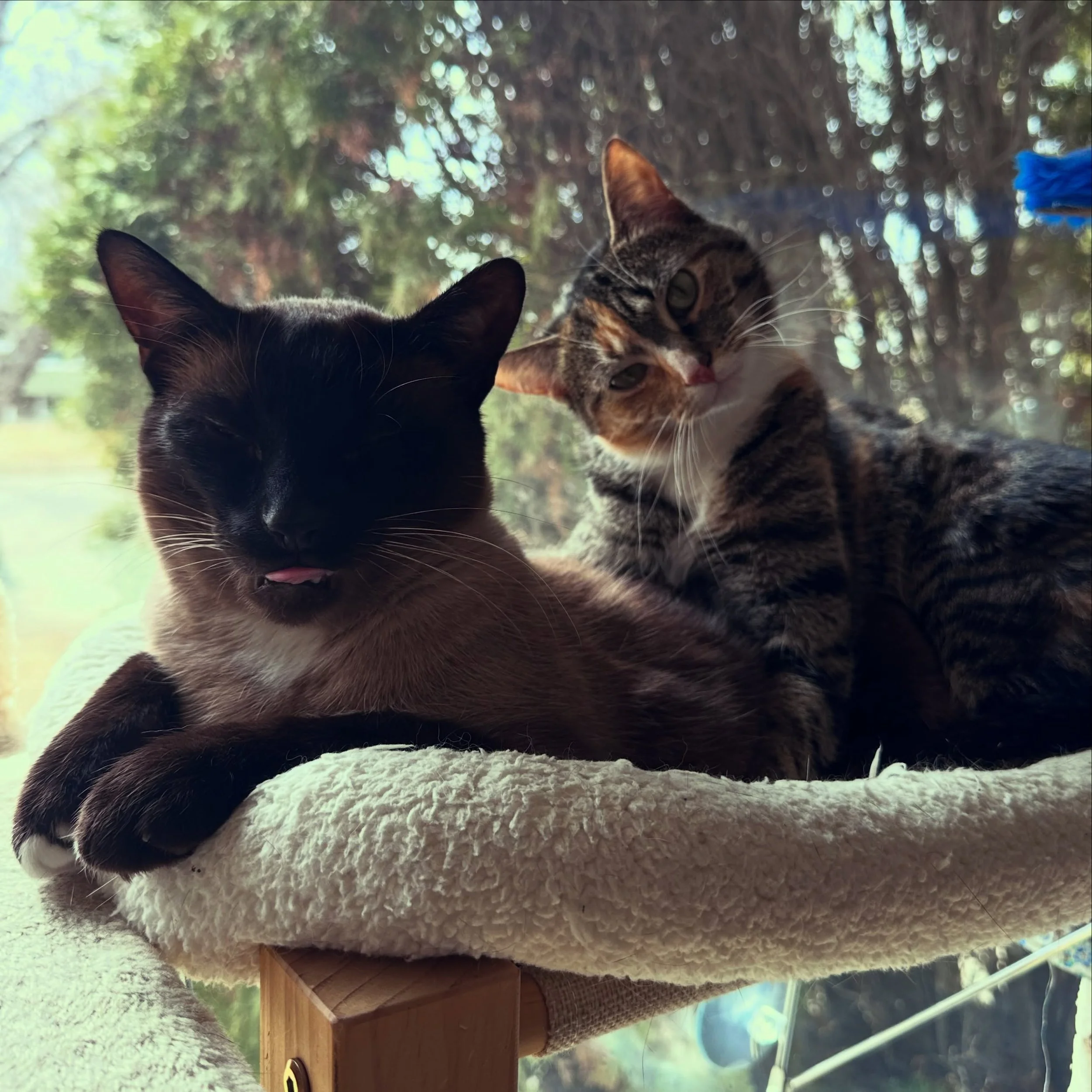 And some folks say cats don&rsquo;t have personalities&hellip; 😆

Happy Caturday folks! 🐈🐈

#caturday