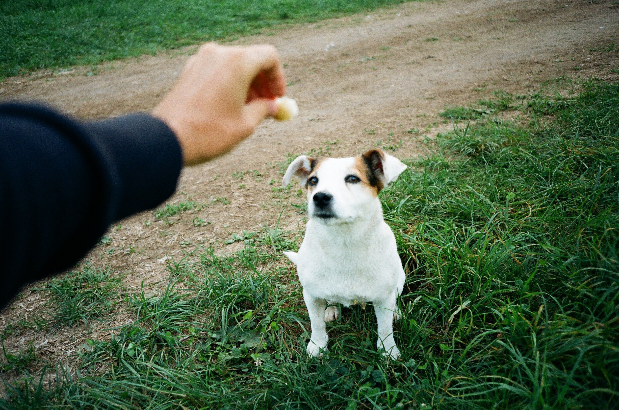 Un cane bianco con macchie marroni riceve un premio da una persona in un parco, con erba e un sentiero di terra sullo sfondo.