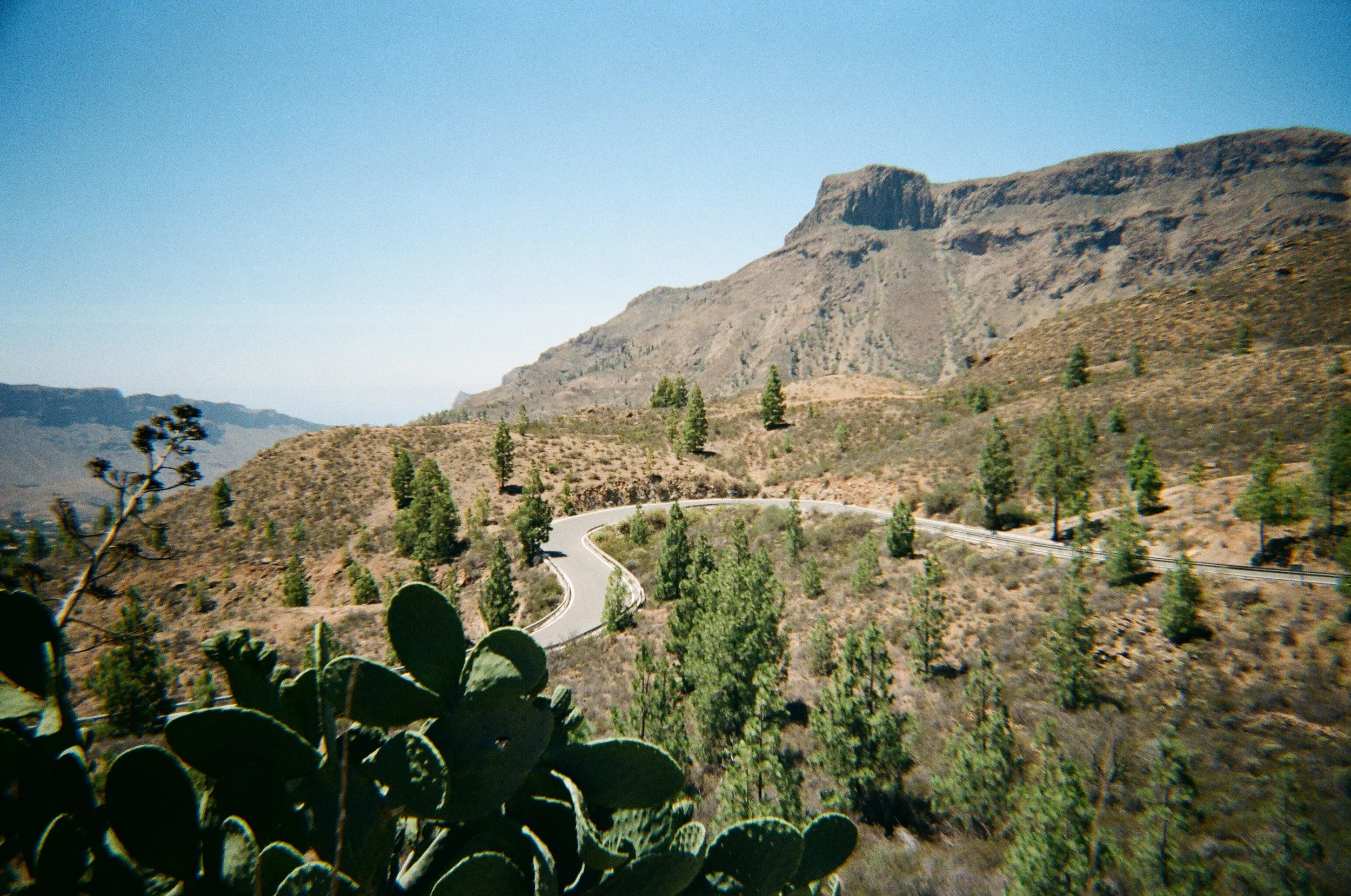 Paesaggio desertico con strada ricurva, piante di cactus e alberi, montagna in background sotto cielo azzurro."
