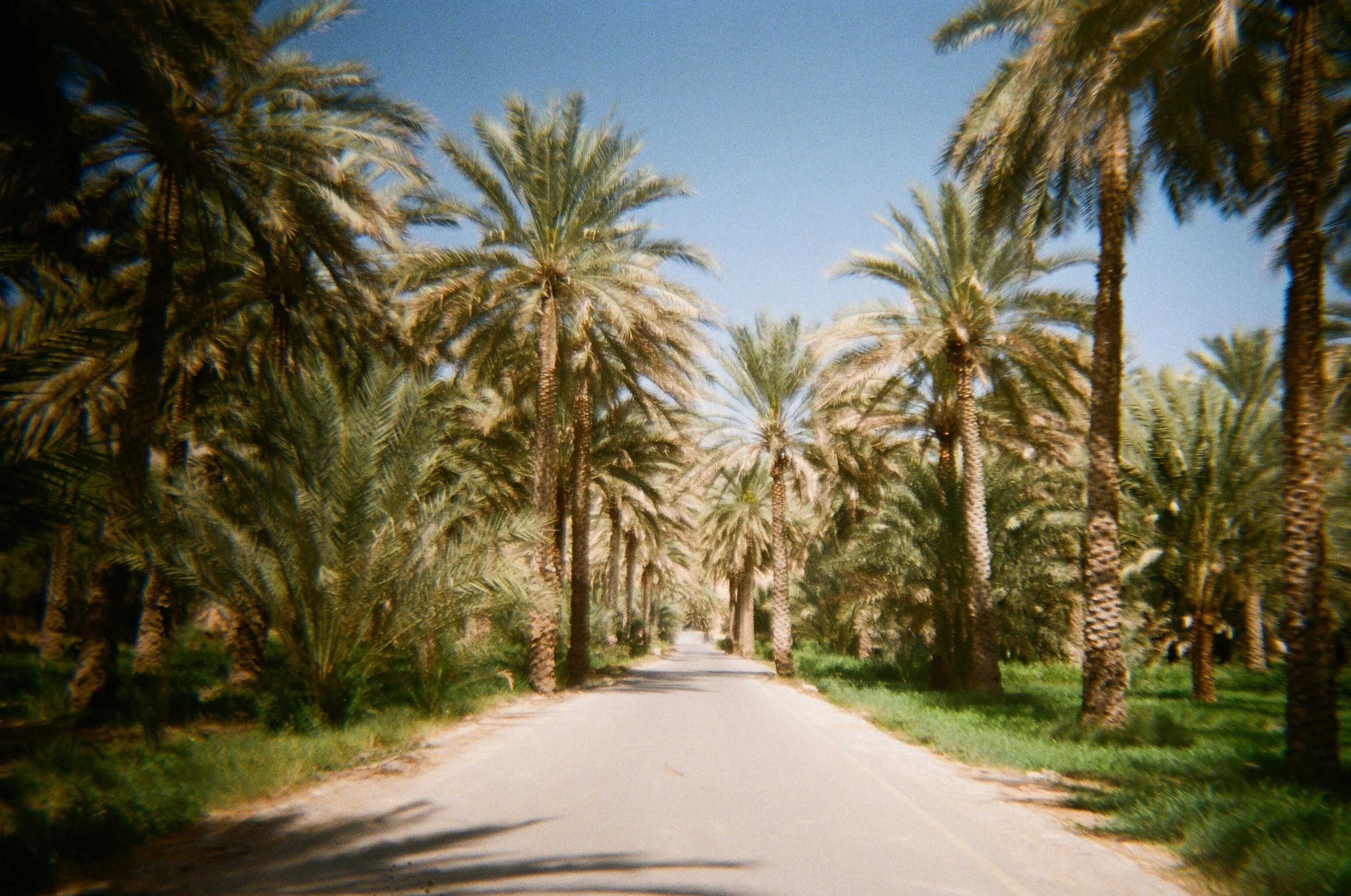 Strada affiancata da palme al sole sotto un cielo azzurro.
