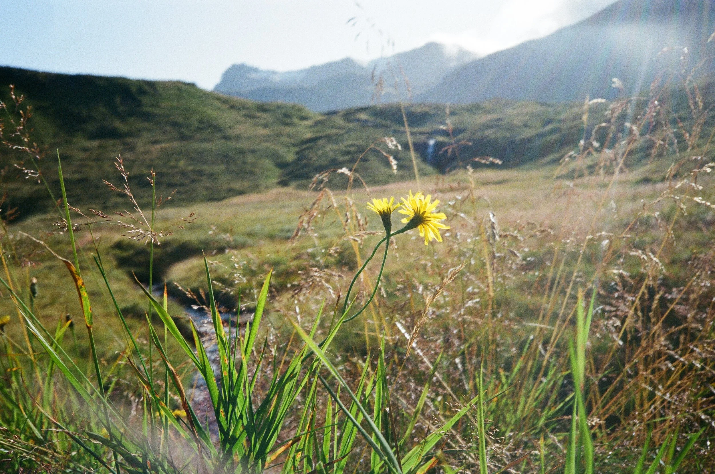 Fiori gialli in primo piano con un paesaggio montano verde e un cielo soleggiato sullo sfondo.