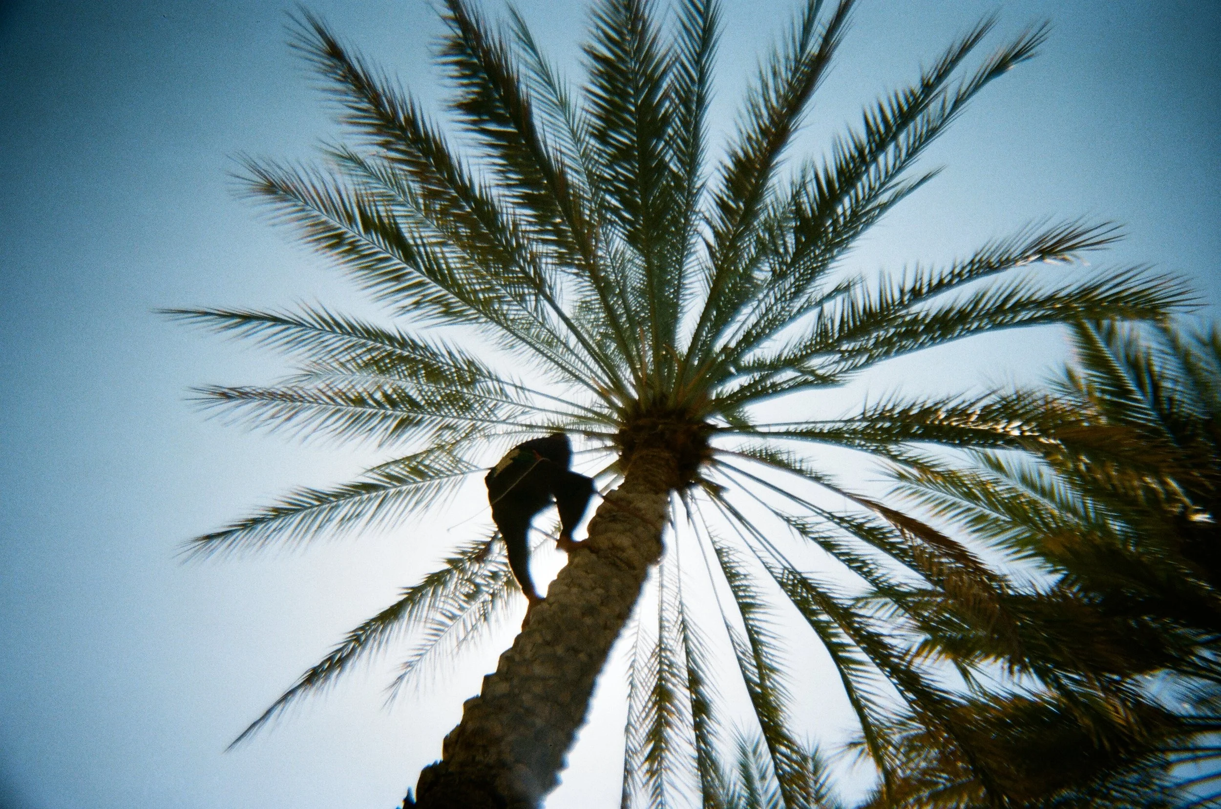 Un uomo che scala un'alta palma contro un cielo azzurro. La foto viene scattata dall'angolazione di sotto.