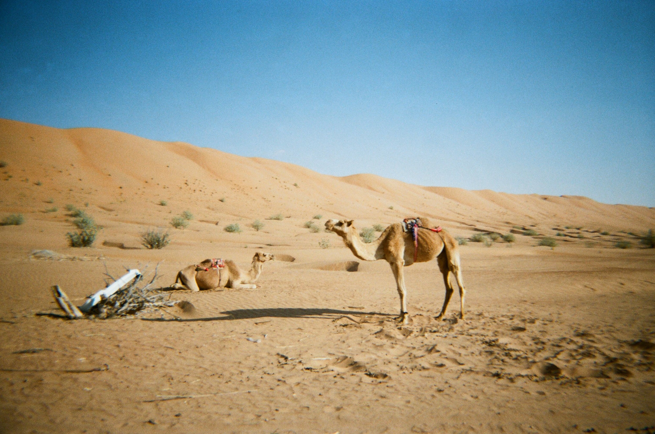 Due cammelli con selle nel deserto, con dune e cielo azzurro sullo sfondo.