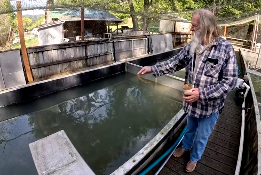 Chinook Salmon Fry Feeding 