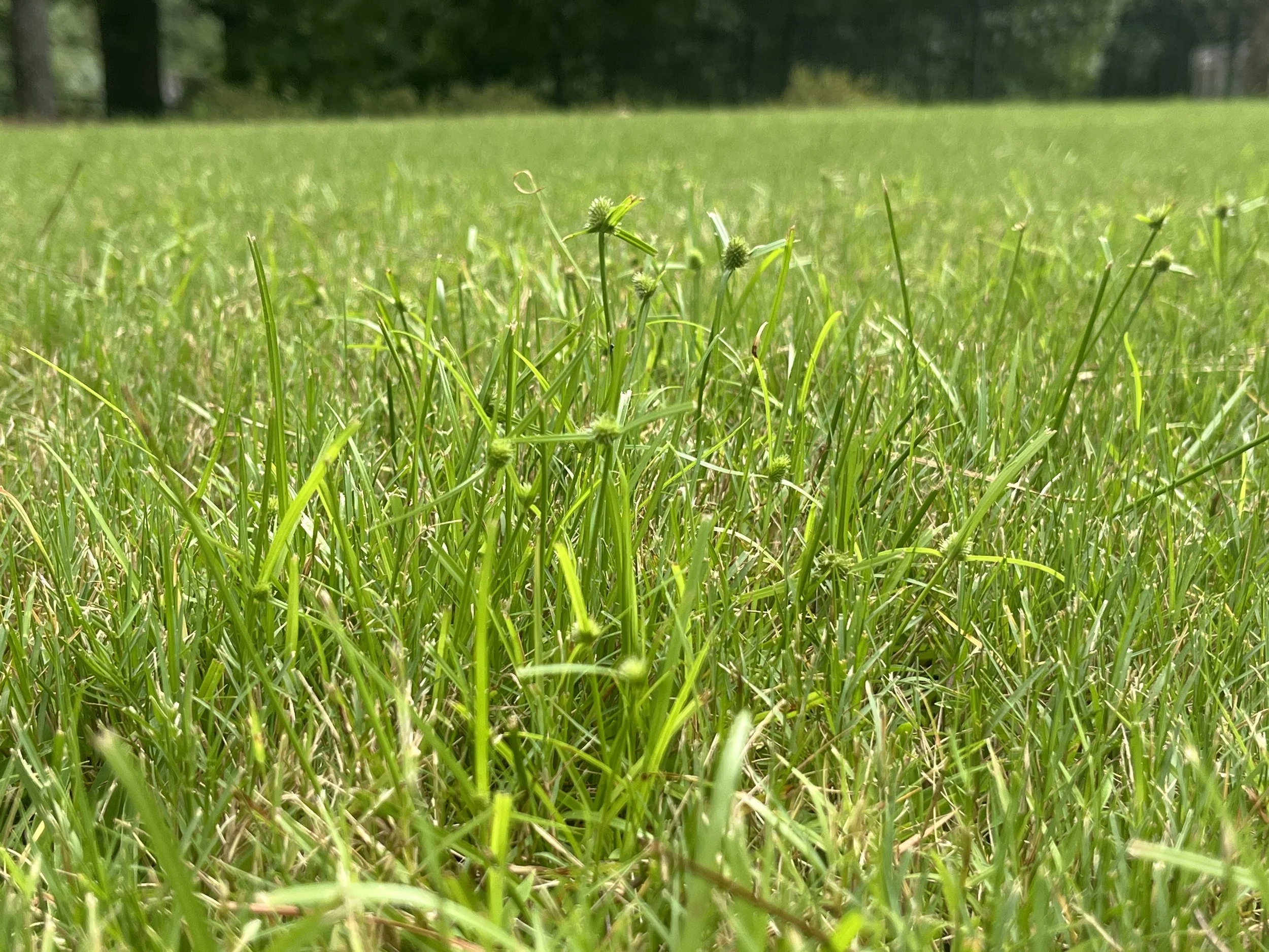 Kyllinga weed growing in bermuda grass