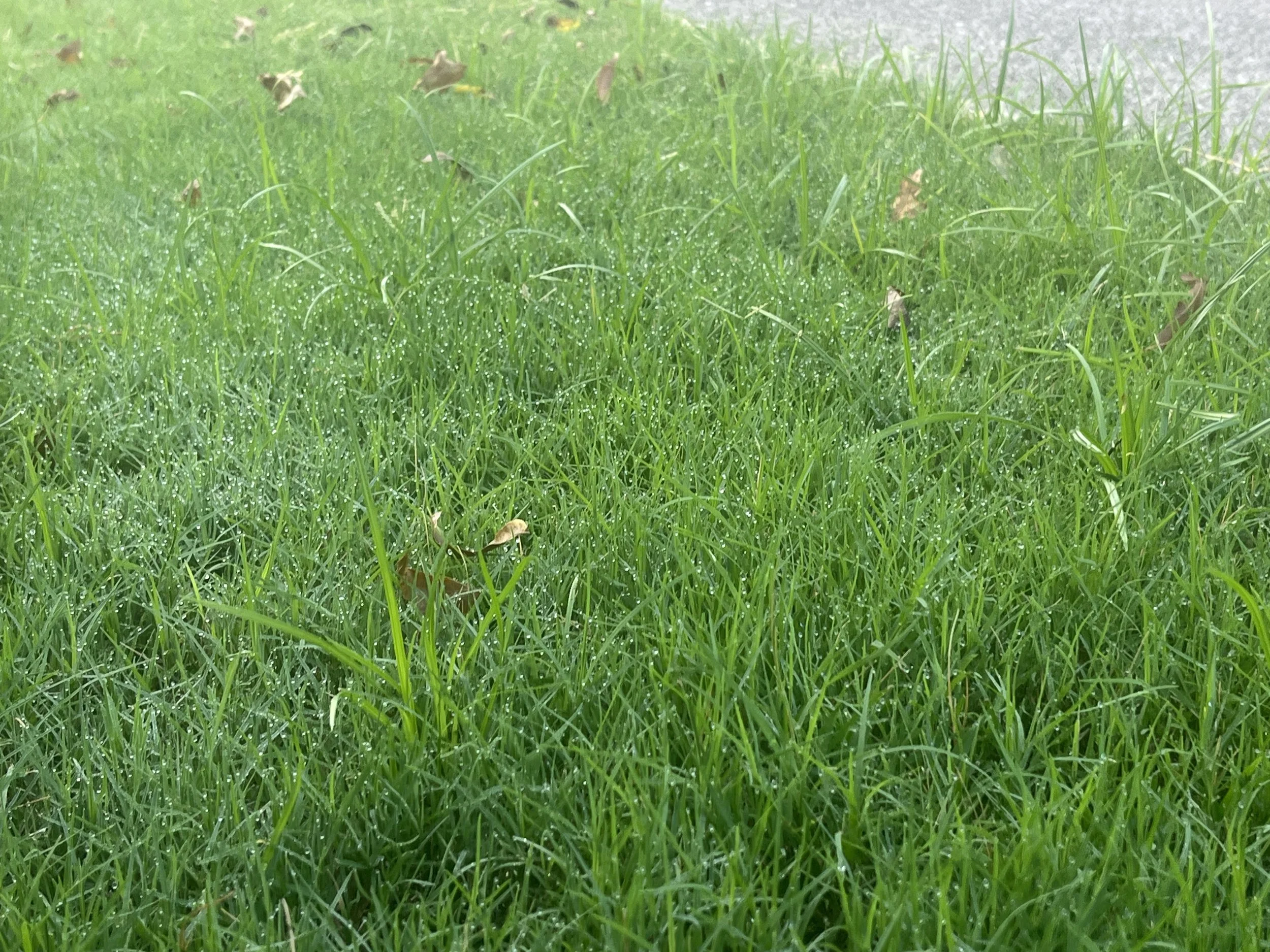 Nutsedge weed in bermuda grass