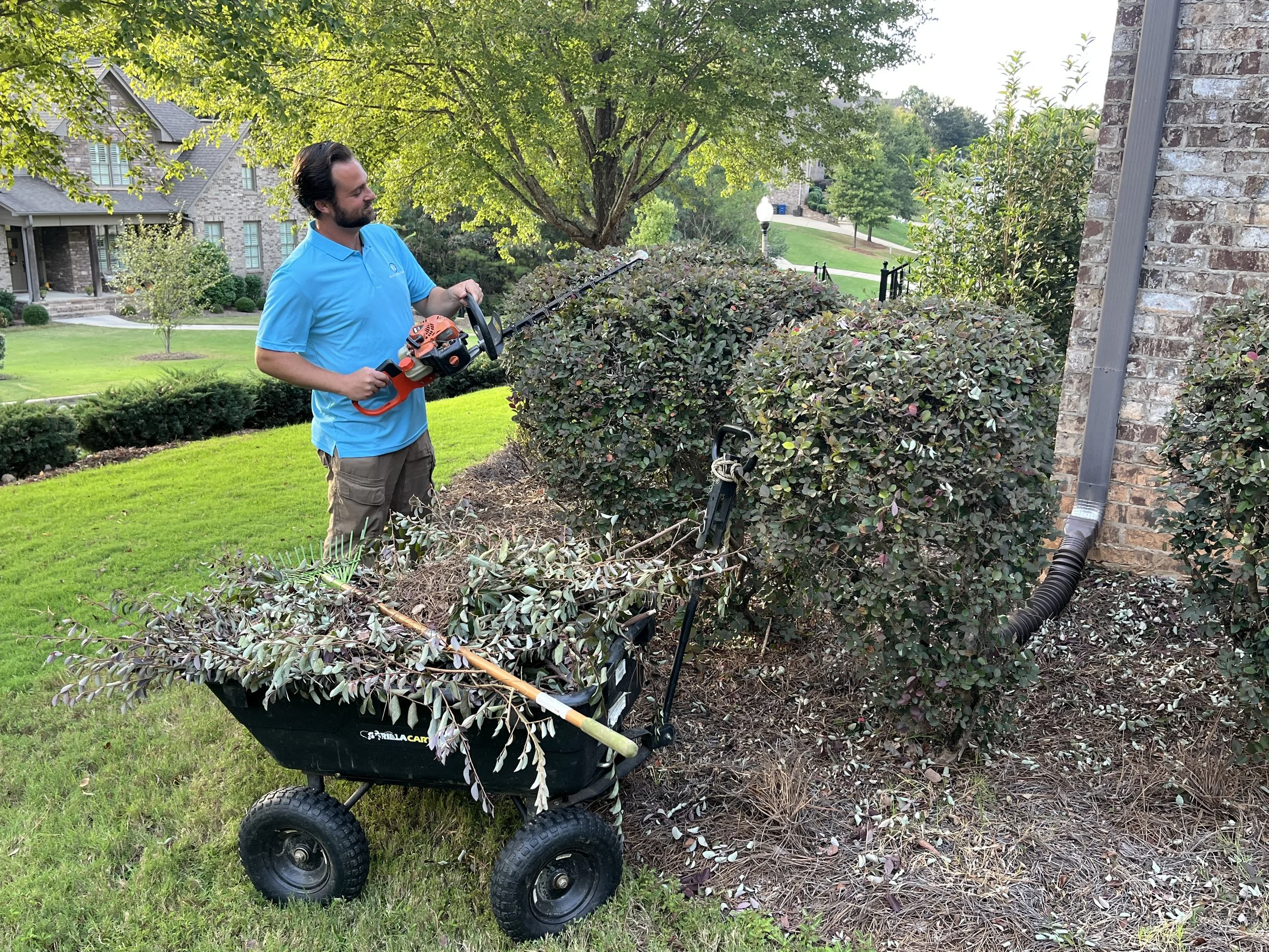 Trimming hedges with gas powered hedge trimmer