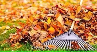 pile of leaves on green lawn