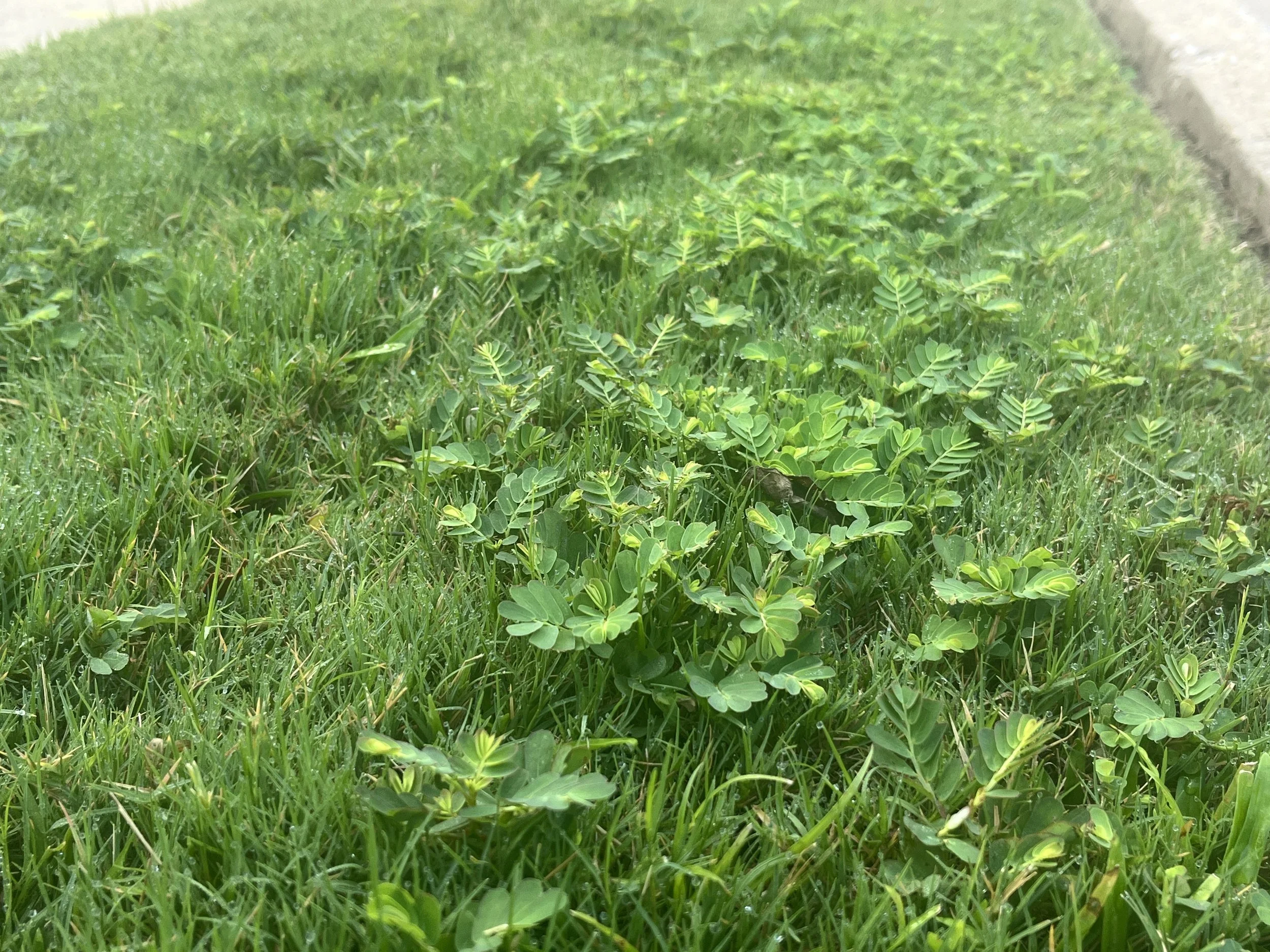 Chamberbitter weed in bermuda grass