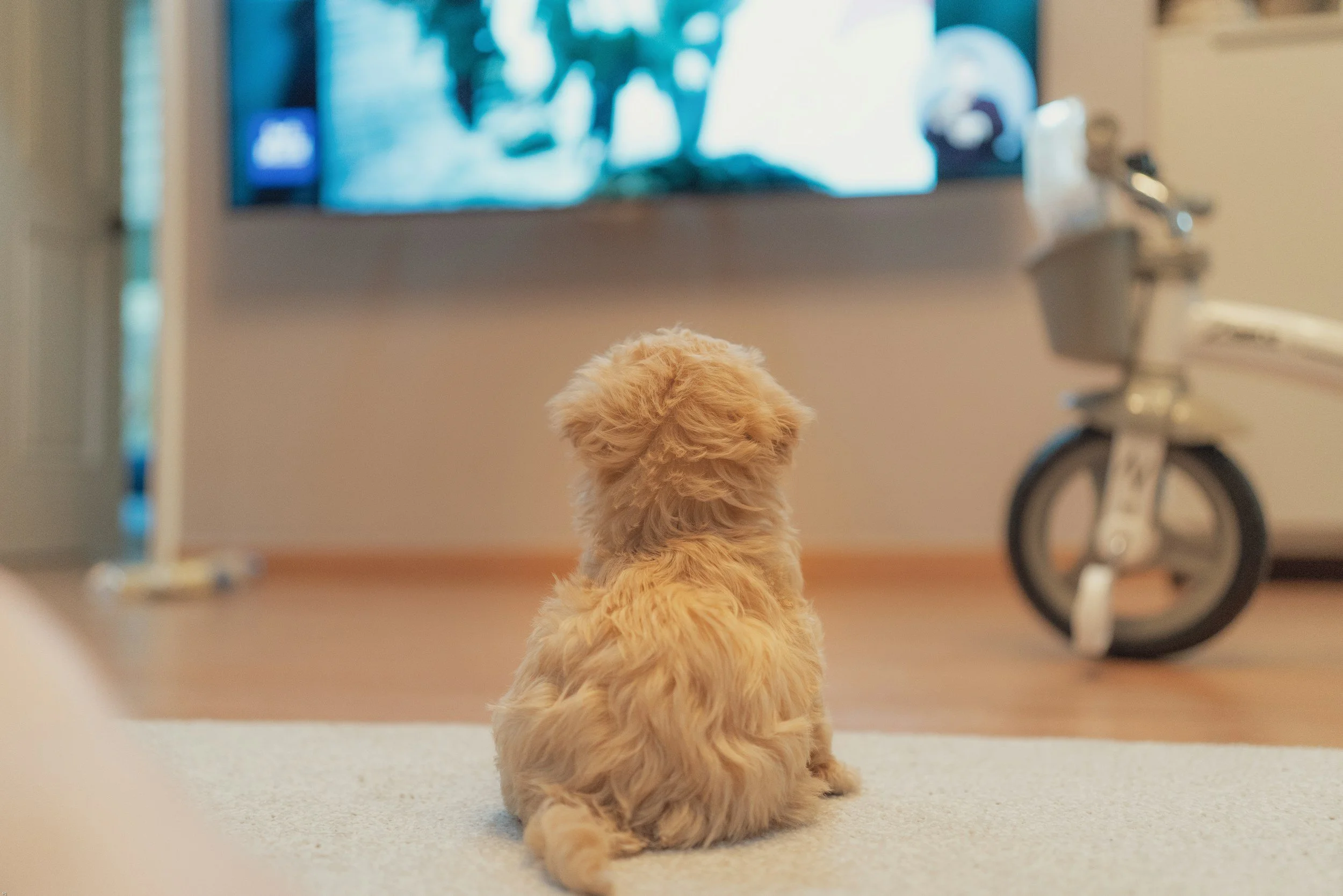 A small, fluffy, golden-colored puppy sitting on a beige carpet and watching a television in a room.