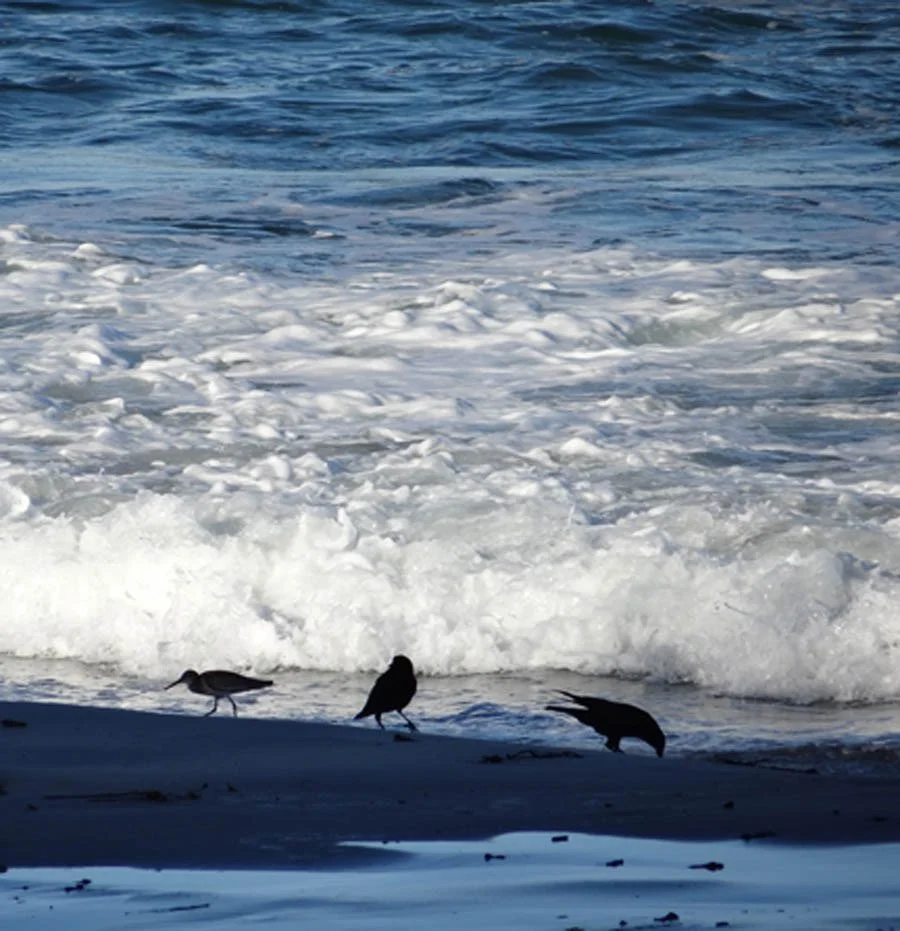 Three: Natural Systems