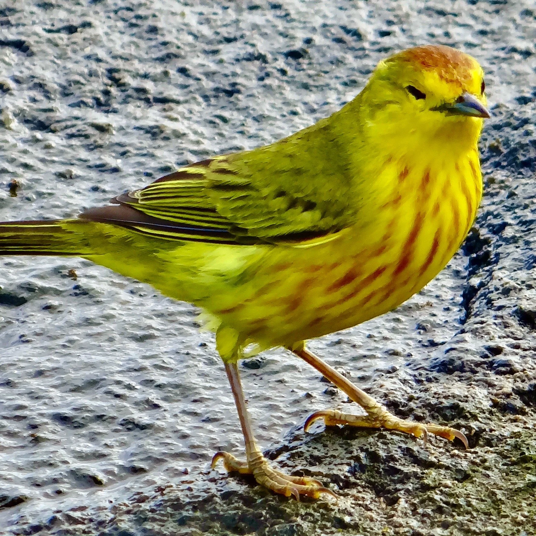 DSC04081.JPG