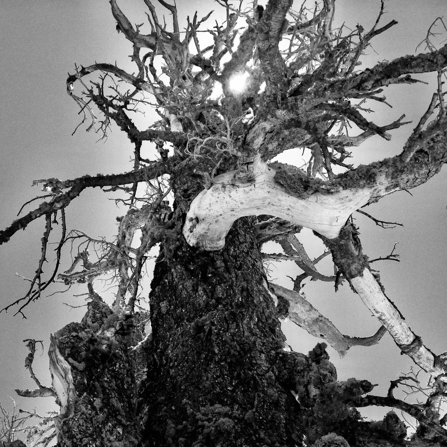 A26B43F6-7996-4F34-9A52-5143E89D07E7_1_105_c.jpeg