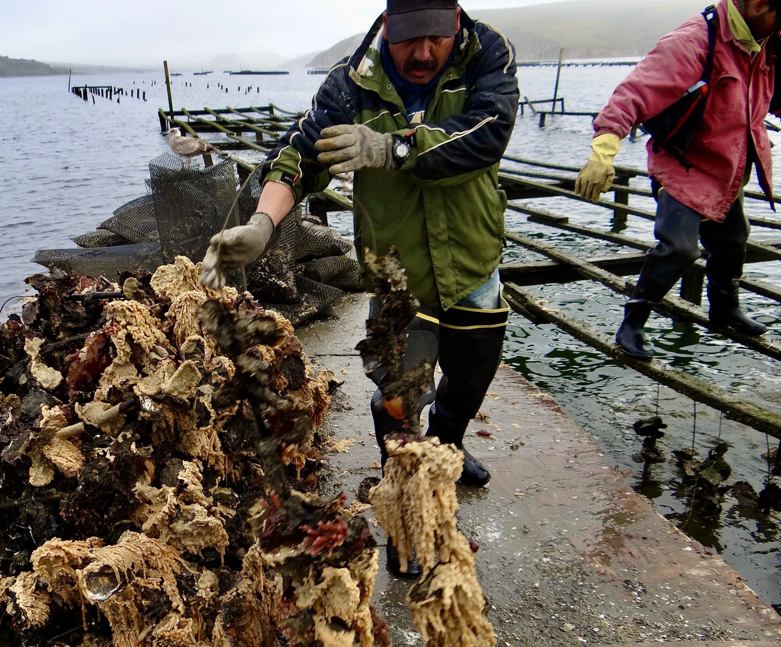 Oystermen.JPG