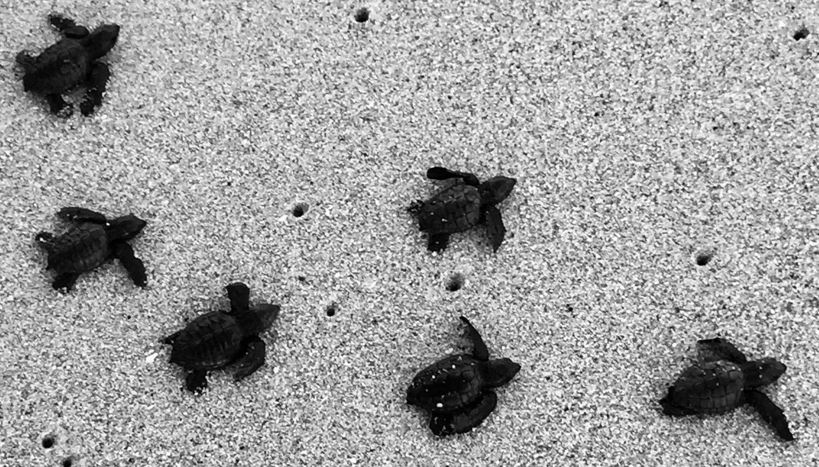 79096369-F63C-41FA-BAA5-626286B28E06_1_105_c.jpeg