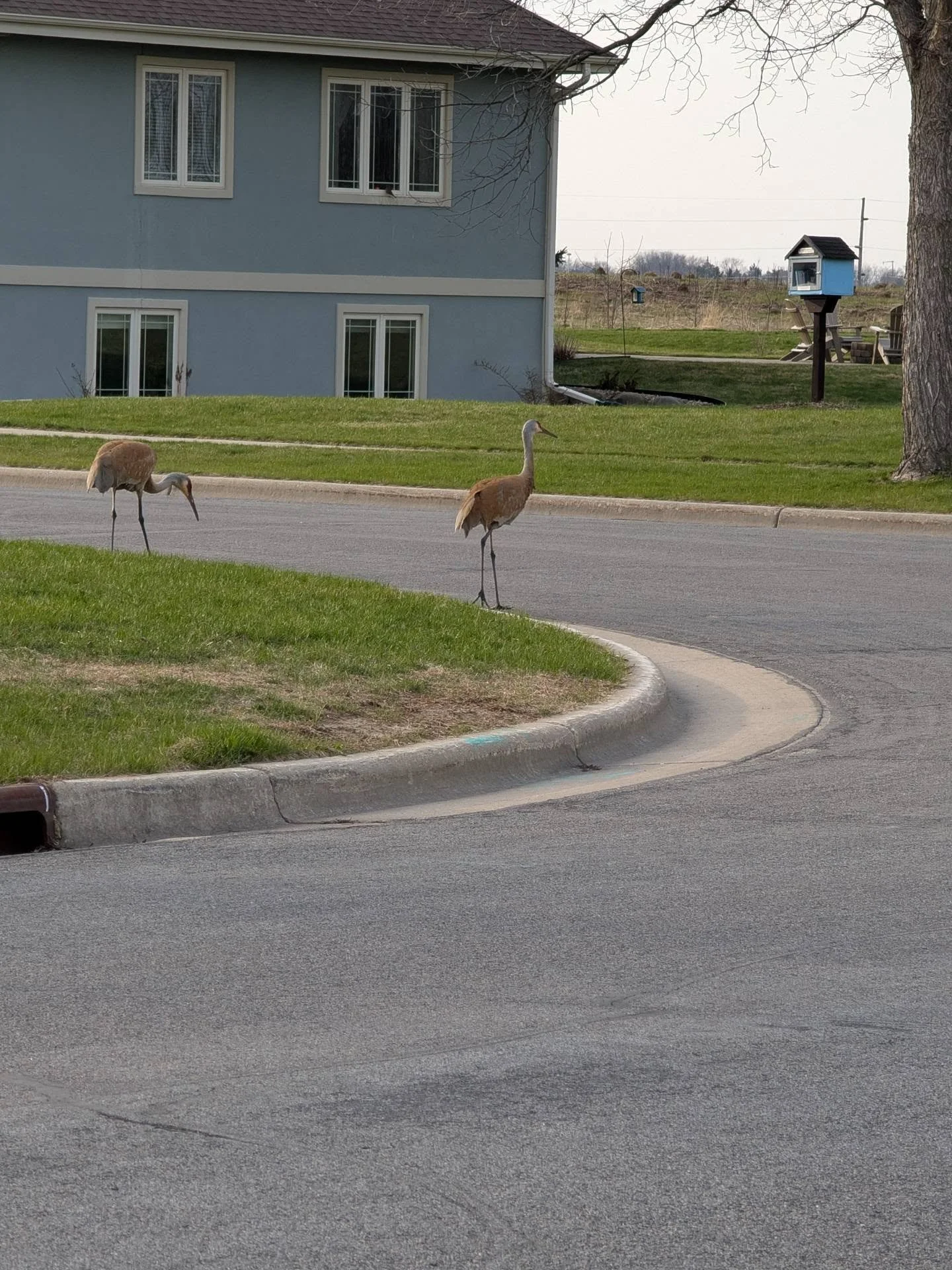 📞 Hello Fitchburg PD? I'd like to report a couple of jaywalkers at the corner of Buttonbush and Coneflower 🤣

#WildlifeCrossing #FitchburgWI