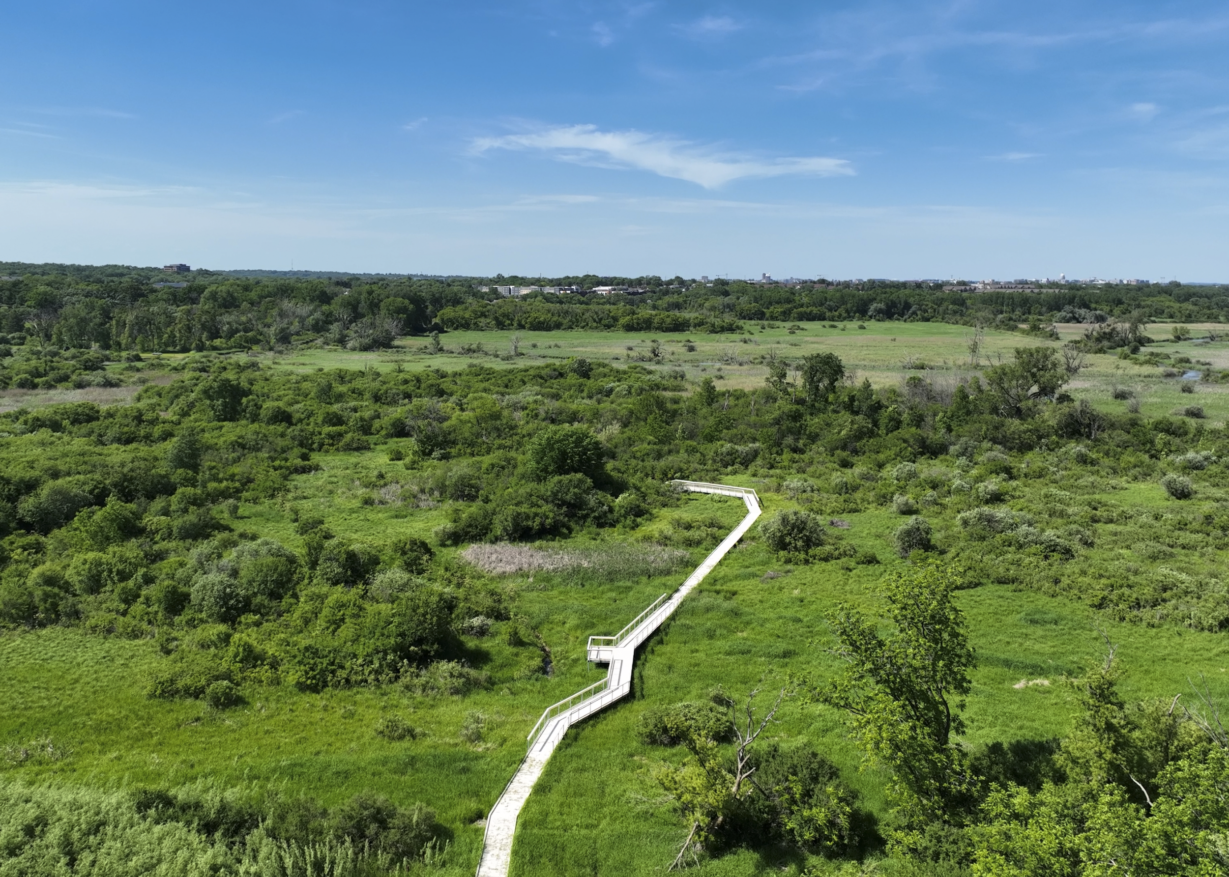 A boardwalk through a marsh
