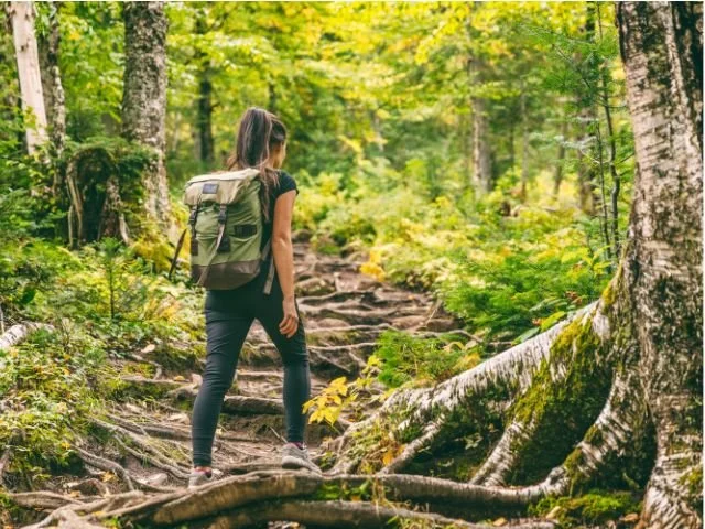 The one thing method forest path leading to clarity and success.