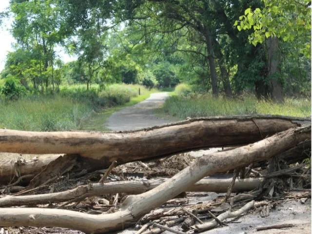 Fight Flight Freeze Fawn Flop chronic stress fallen trees covering forest path creating obstacles