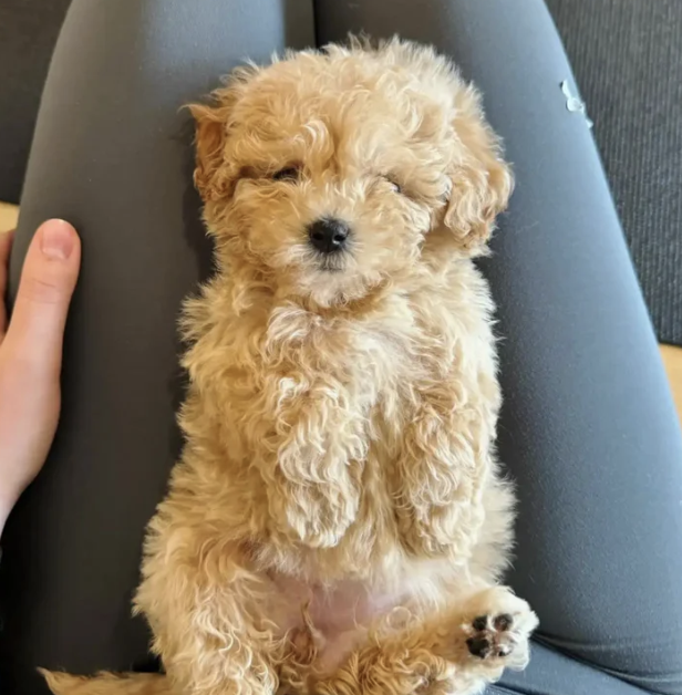 Puppy Yoga with Jenn McCann