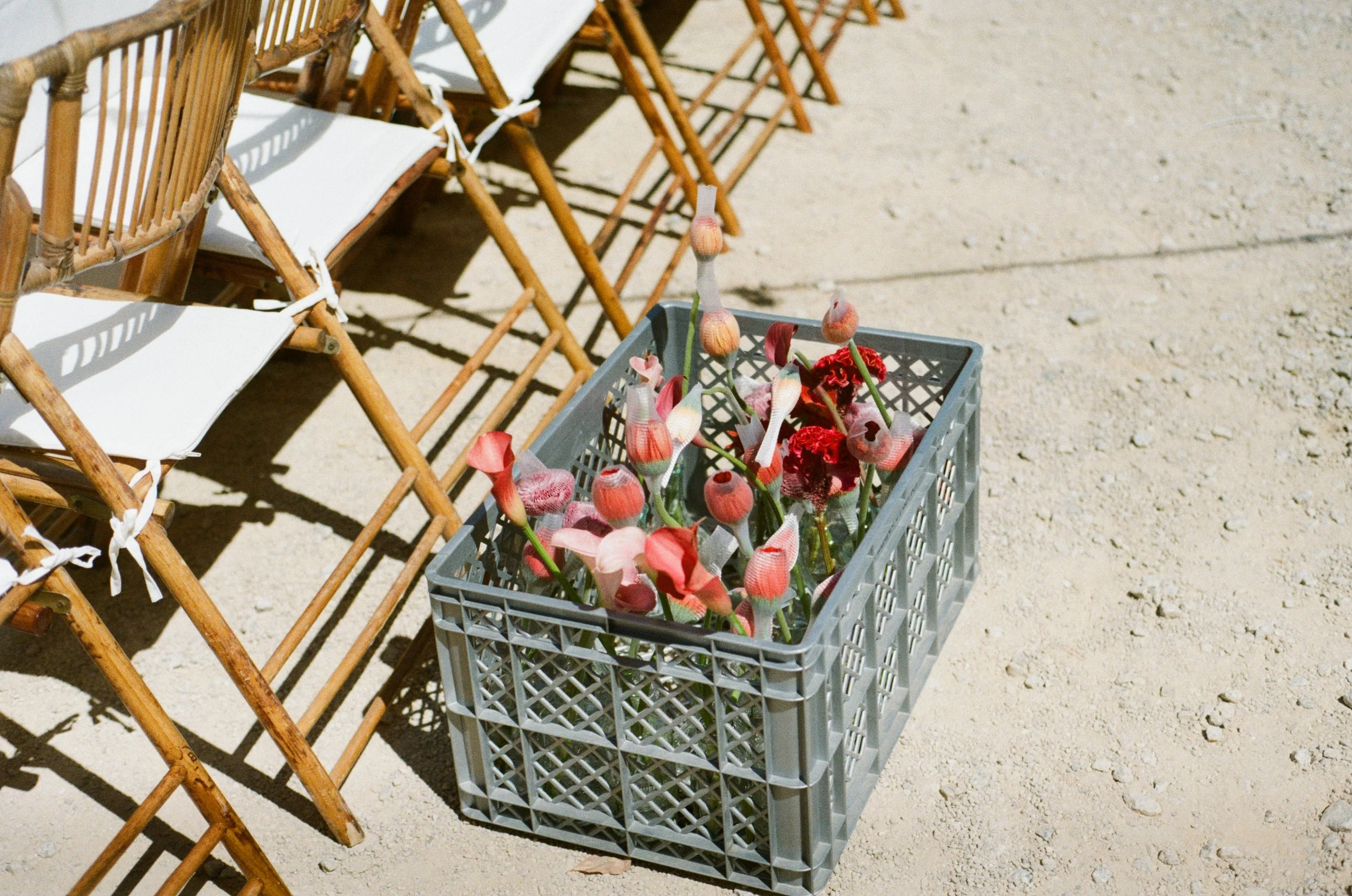 A plastic crate filled with pink and red flowers on sandy ground next to wooden outdoor chairs with white cushions.