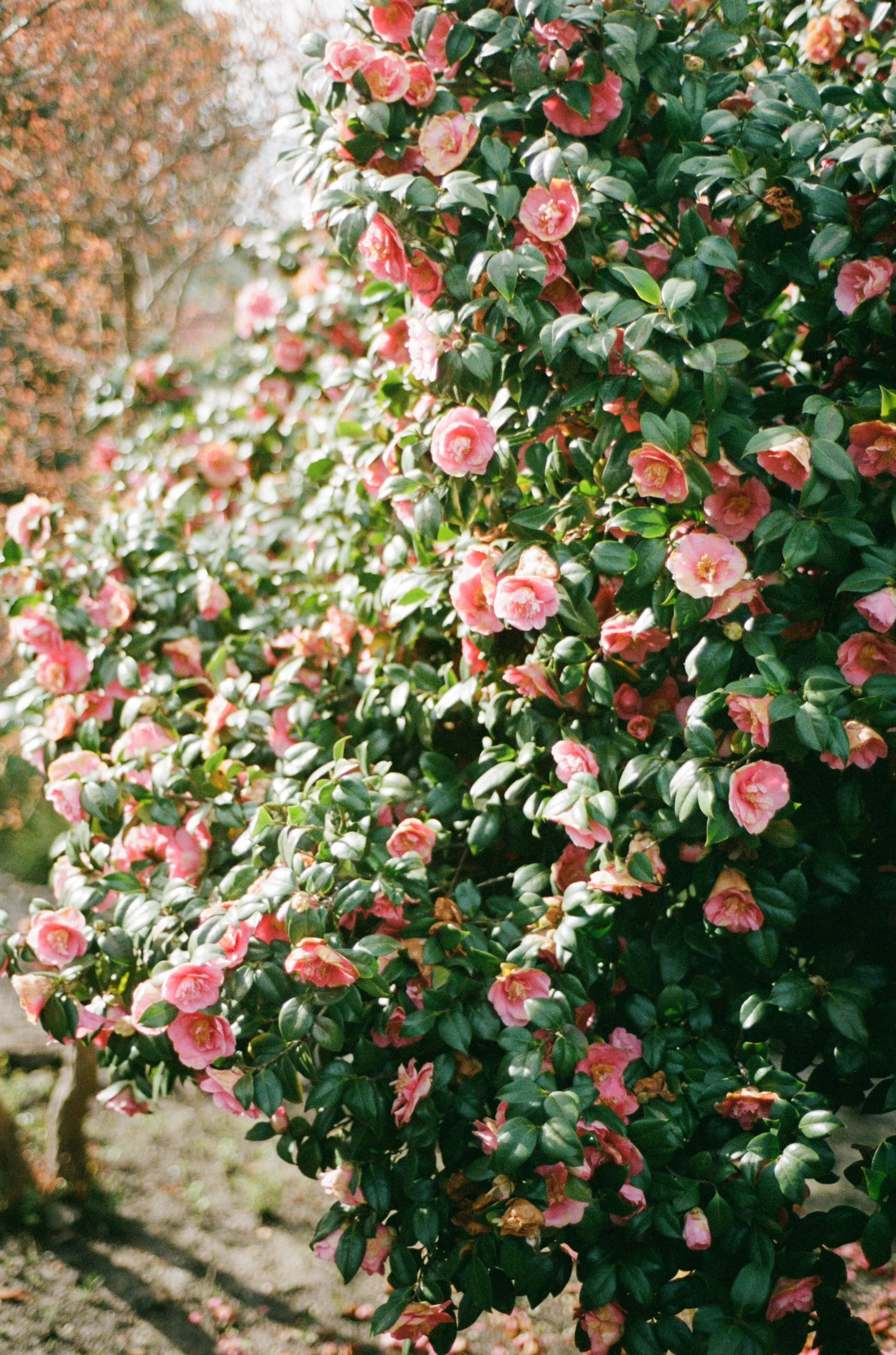 A bush with pink and cream camellia flowers in bloom on a sunny day.