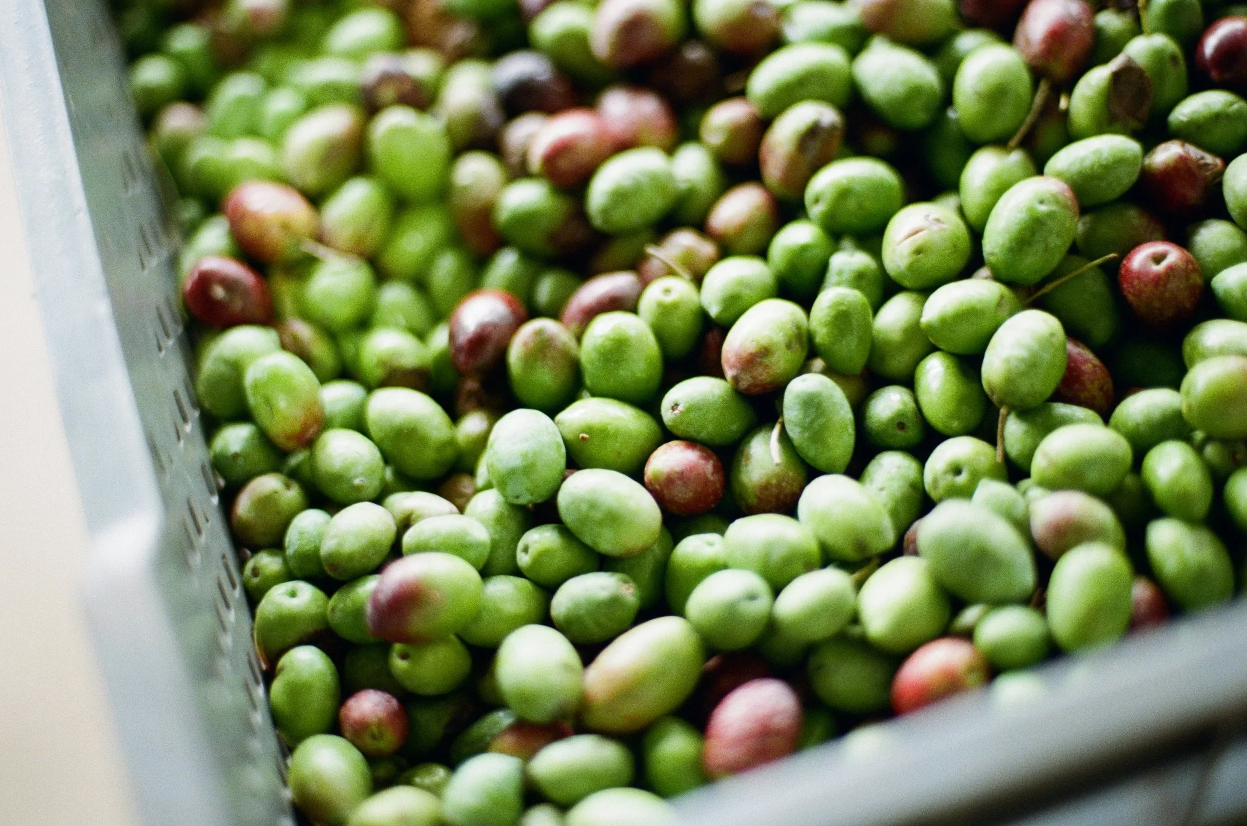 Close-up of fresh green and reddish-purple unripe olives in a metal basket.