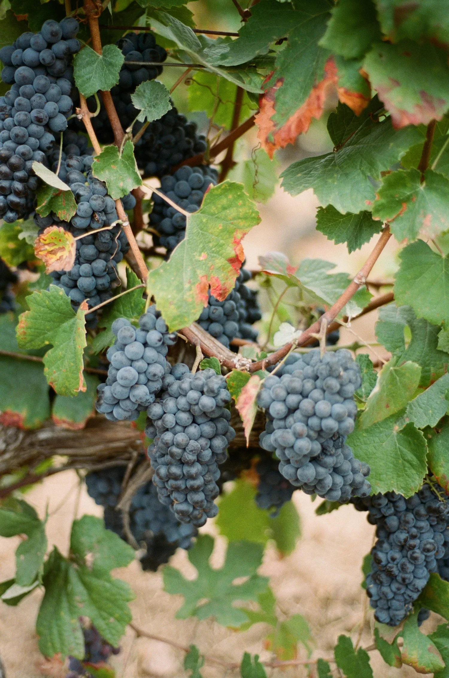 Bunches of ripe dark purple grapes hanging from a vine with green leaves, some showing signs of yellow and red coloring.